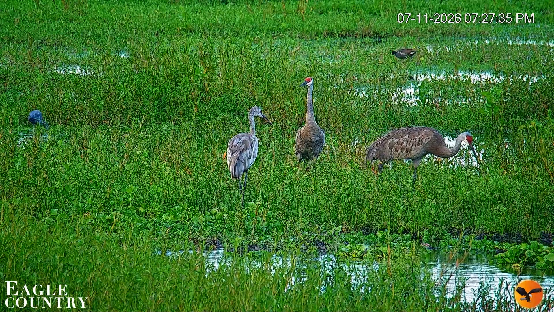 Snapshot of Southwest Florida River Wildlife Live Cams taken Jul 11, 2026, 7:28pm EDT