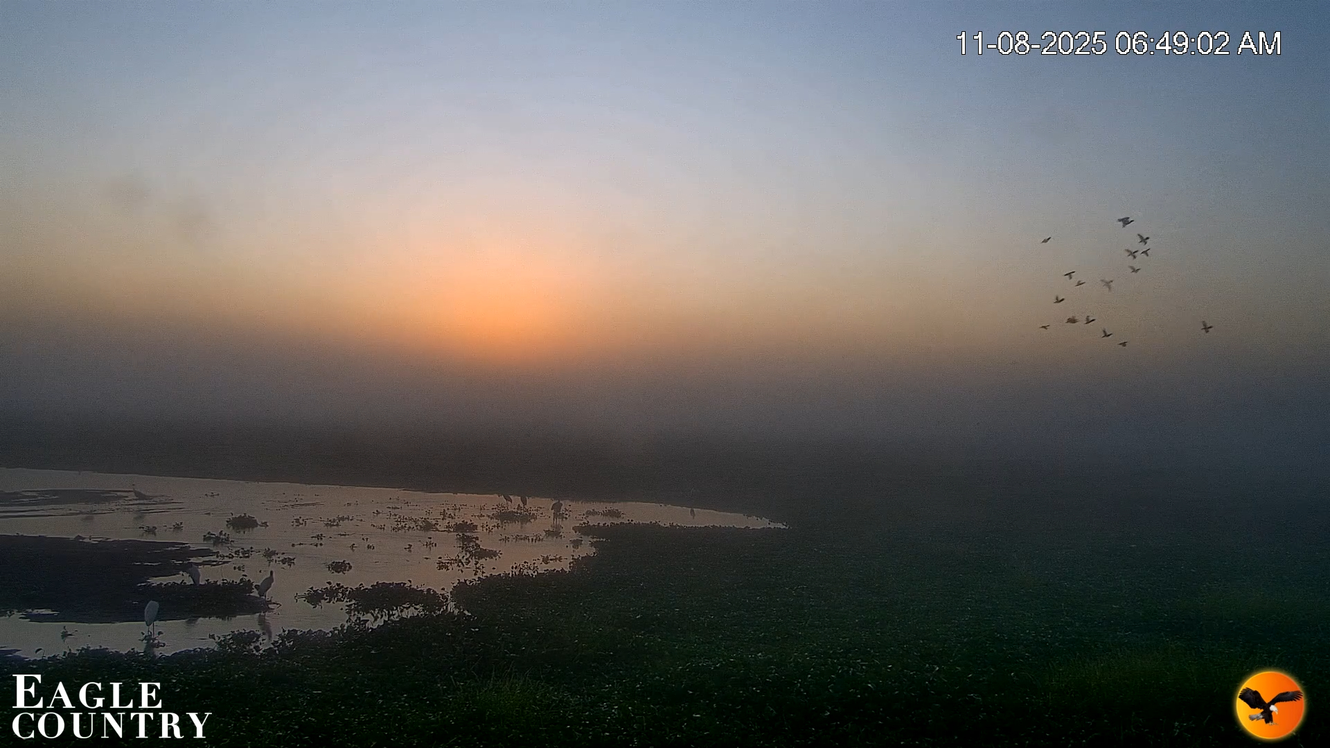 Snapshot of Southwest Florida River Wildlife Live Cams taken Nov 8, 2025, 7:11am EST