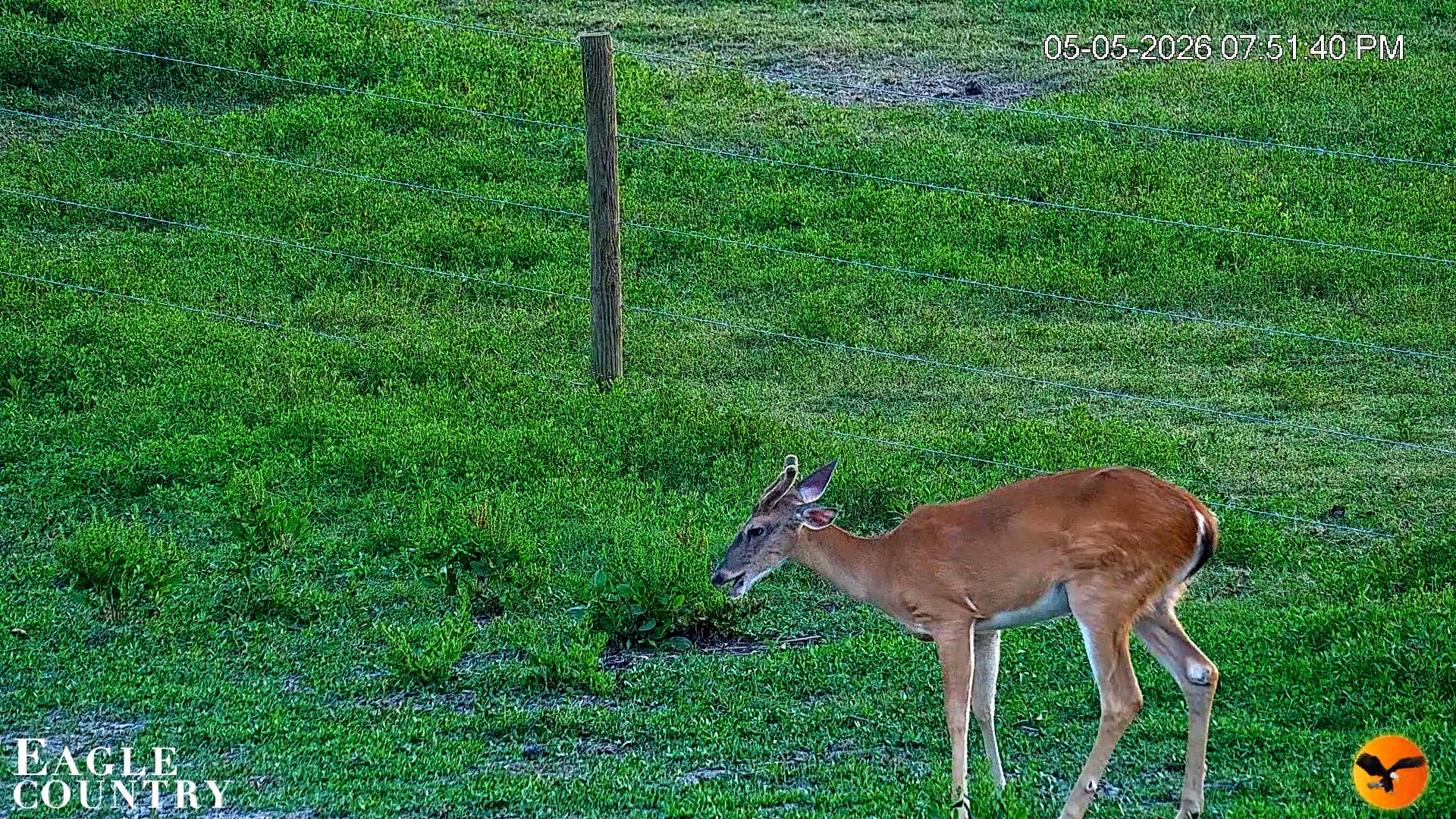 Snapshot of Southwest Florida River Wildlife Live Cams taken May 5, 2026, 7:53pm EDT