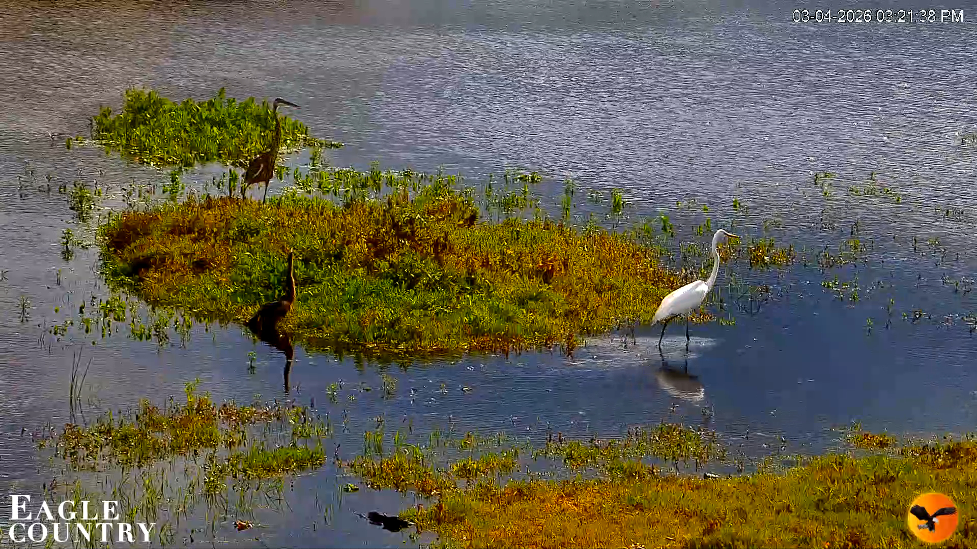 Snapshot of Southwest Florida River Wildlife Live Cams taken Mar 4, 2026, 3:22pm EST