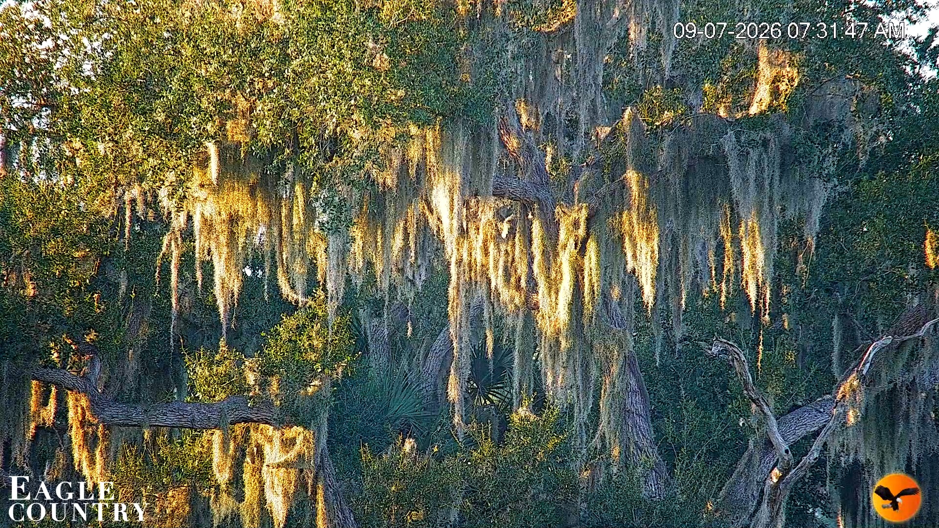 Snapshot of Southwest Florida River Wildlife Live Cams taken Sep 7, 2026, 7:32am EDT