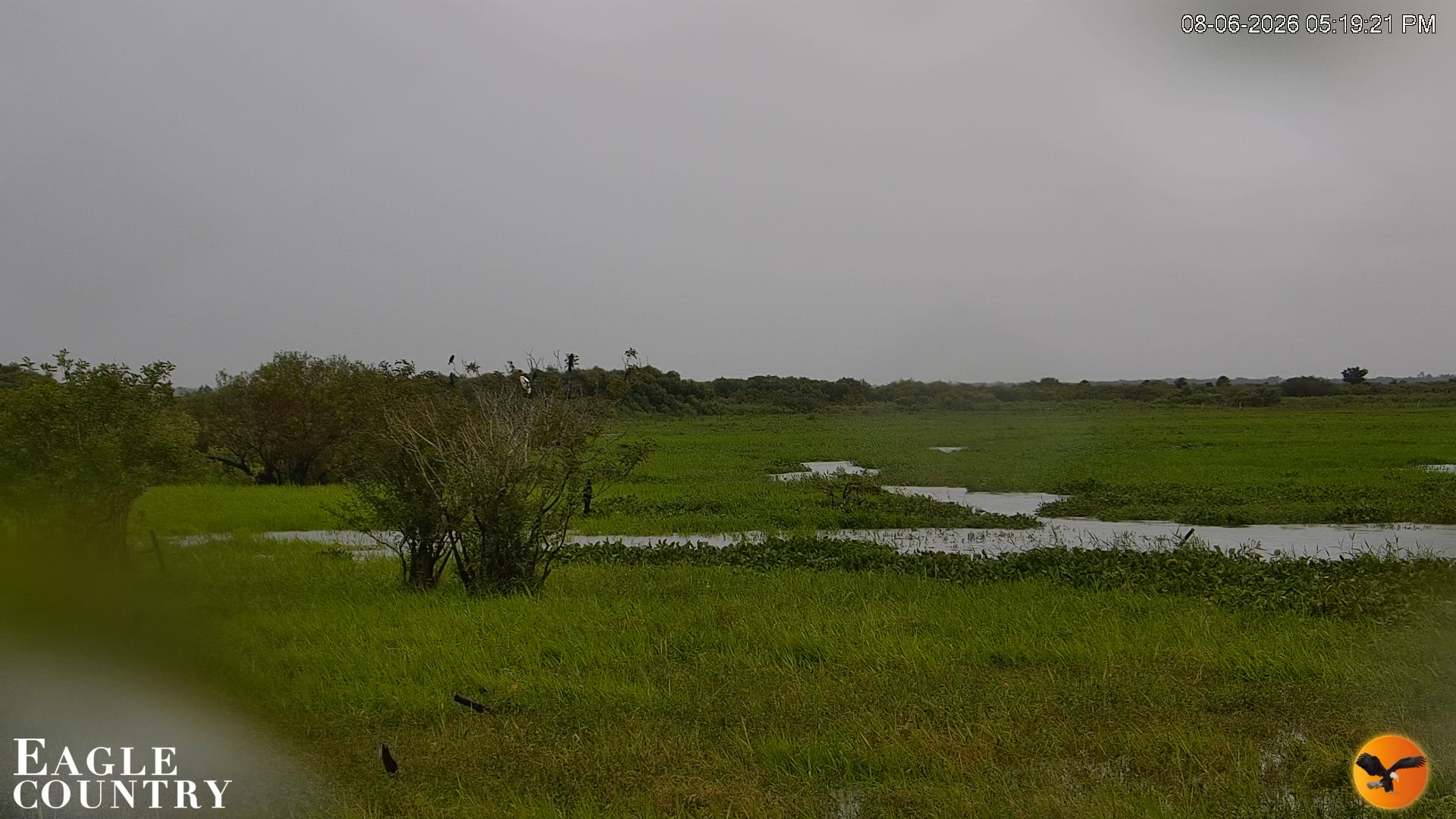 Snapshot of Southwest Florida River Wildlife Live Cams taken Aug 6, 2026, 5:19pm EDT