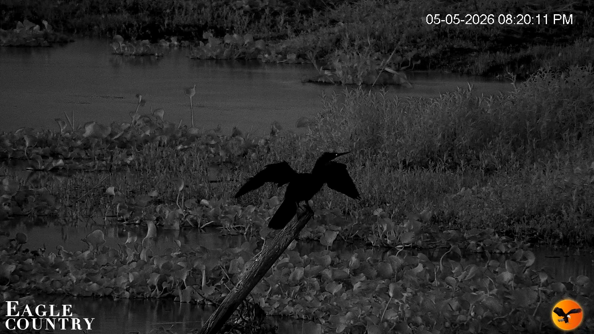 Snapshot of Southwest Florida River Wildlife Live Cams taken May 5, 2026, 10:36pm EDT