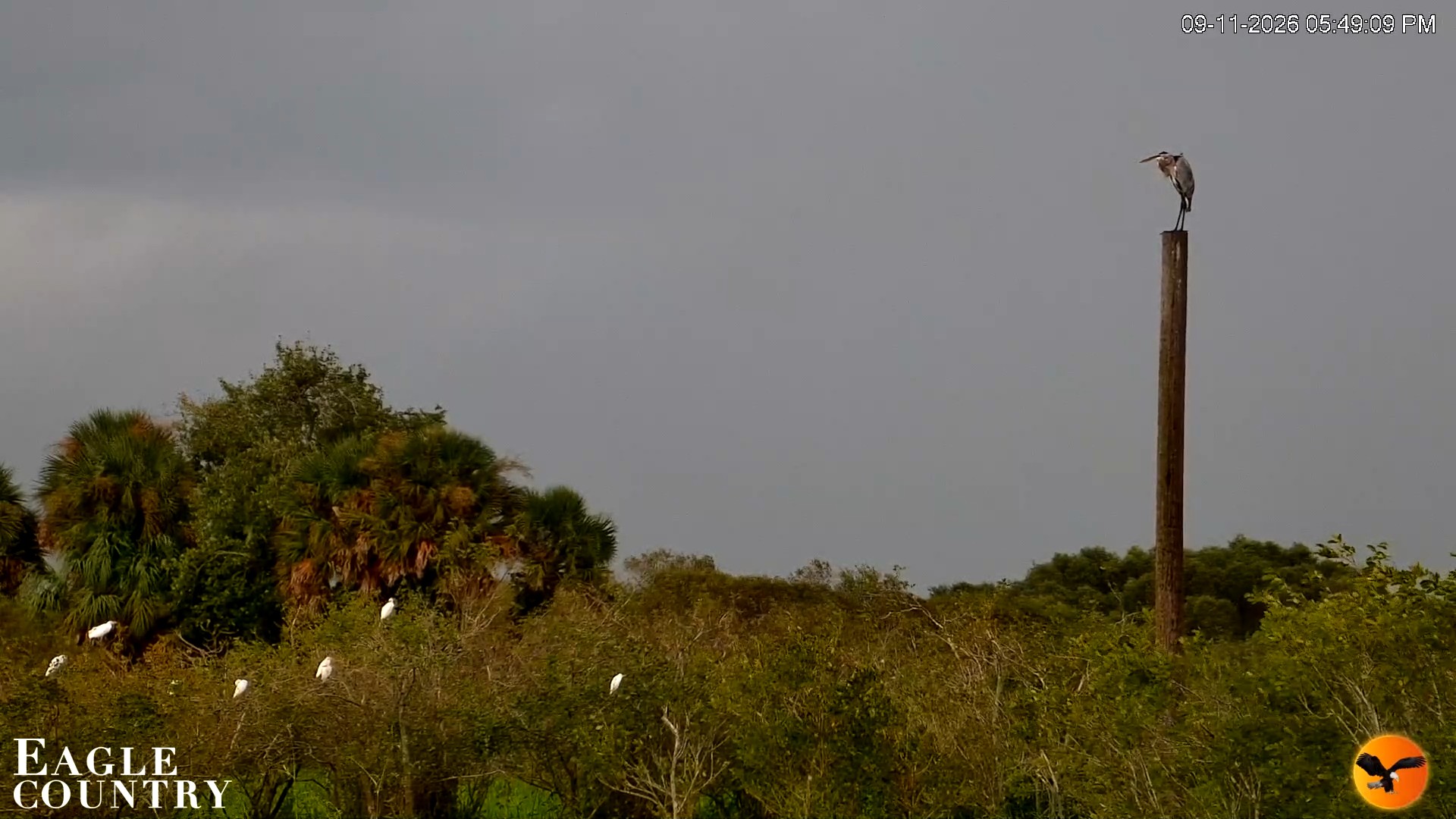 Snapshot of Southwest Florida River Wildlife Live Cams taken Sep 11, 2026, 5:49pm EDT