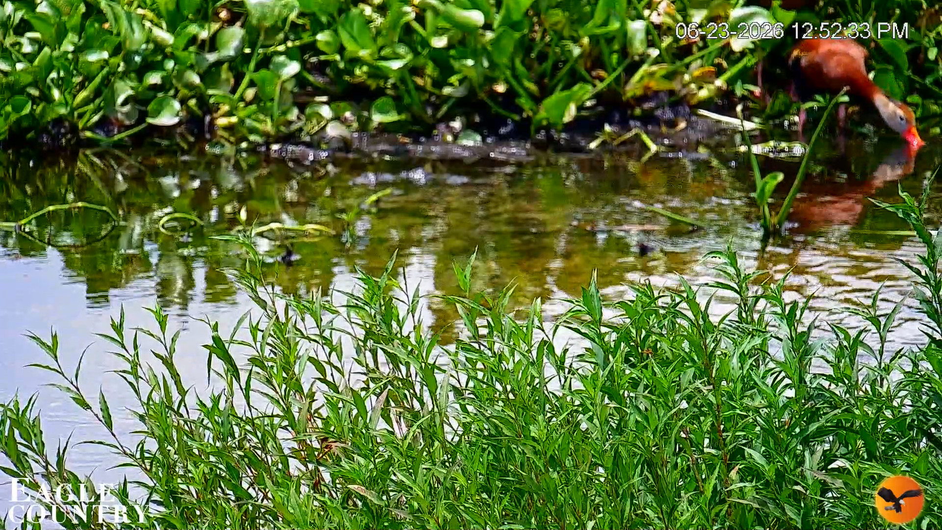 Snapshot of Southwest Florida River Wildlife Live Cams taken Jun 23, 2026, 12:54pm EDT