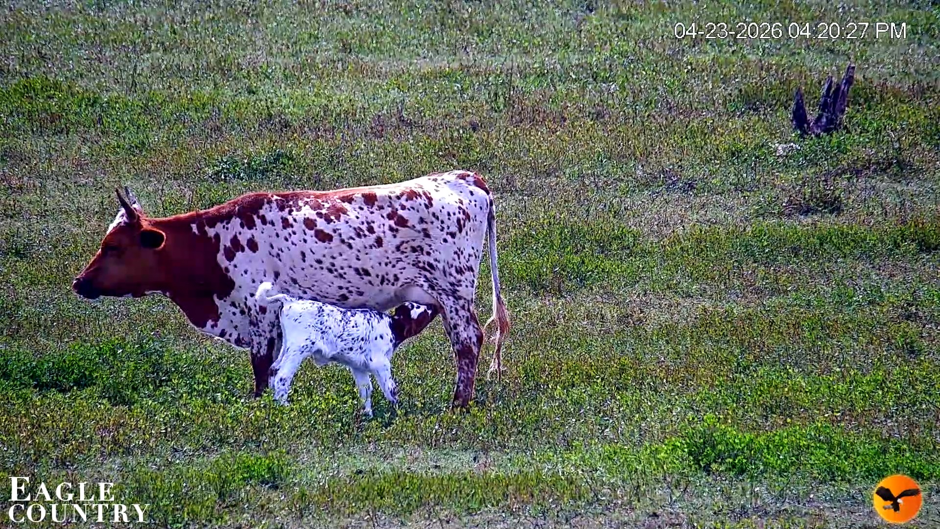 Snapshot of Southwest Florida River Wildlife Live Cams taken Apr 23, 2026, 4:21pm EDT