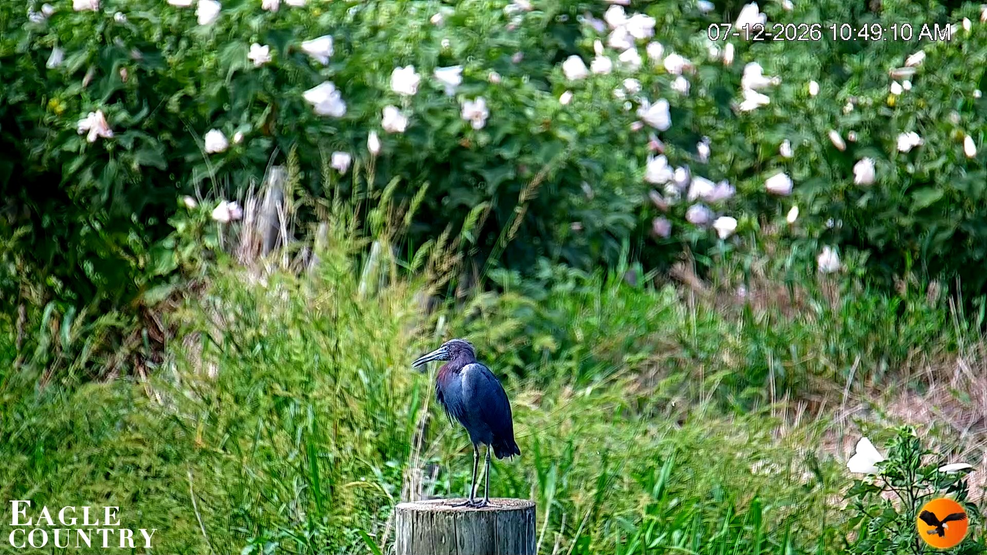 Snapshot of Southwest Florida River Wildlife Live Cams taken Jul 12, 2026, 10:49am EDT