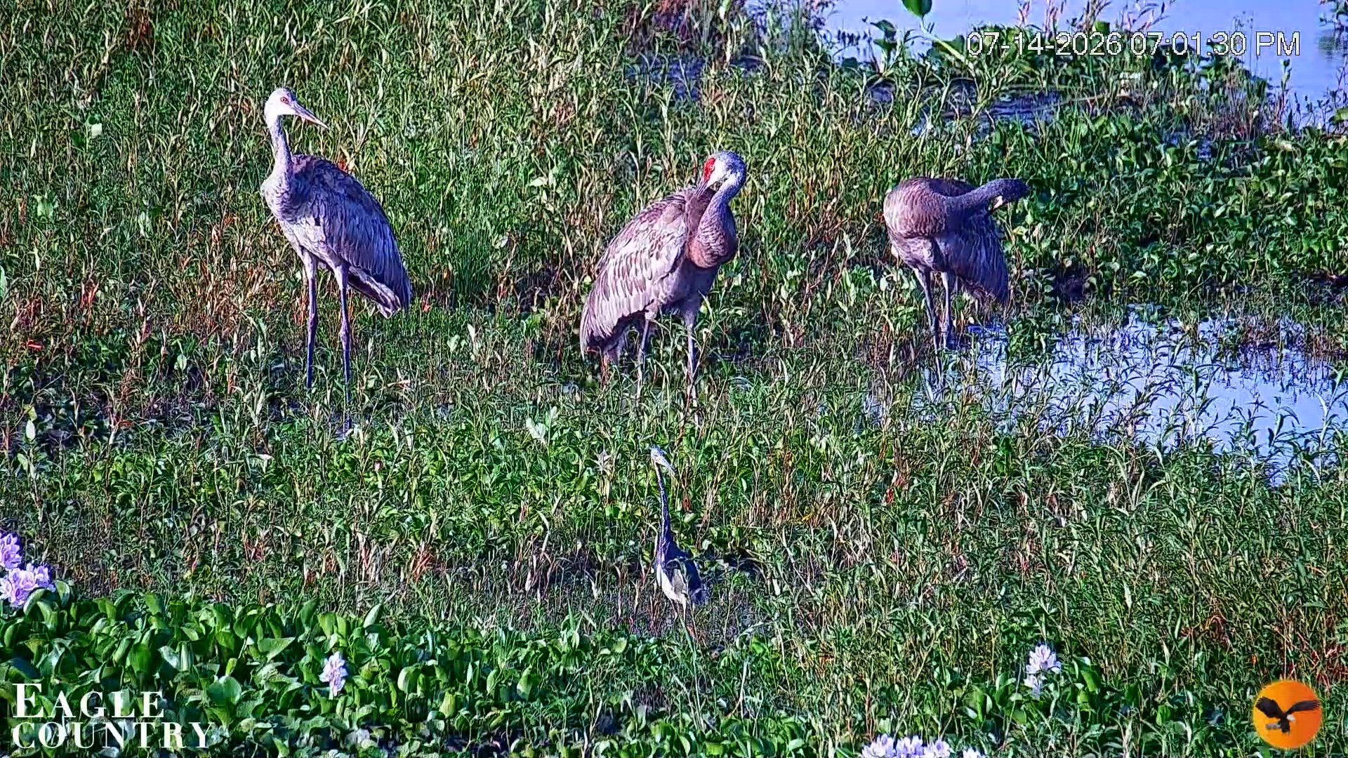 Snapshot of Southwest Florida River Wildlife Live Cams taken Jul 14, 2026, 7:03pm EDT