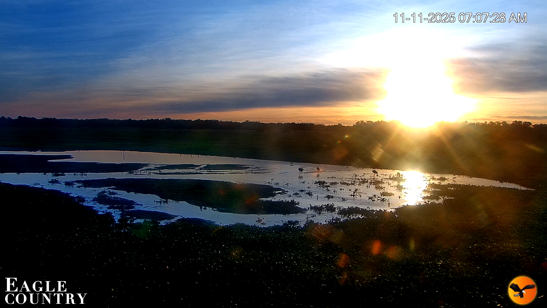 Snapshot of Southwest Florida River Wildlife Live Cams taken Nov 11, 2025, 7:08am EST