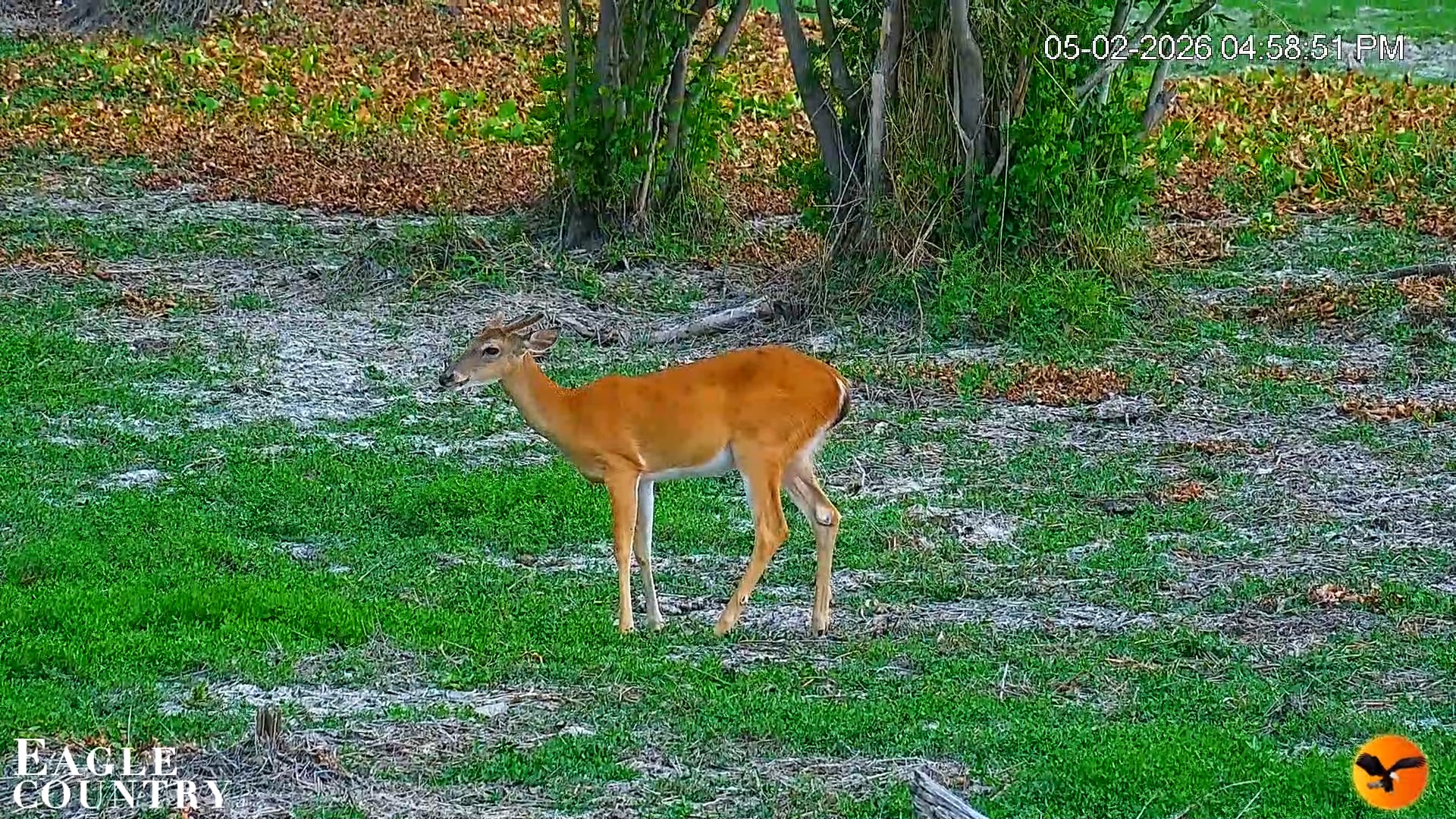 Snapshot of Southwest Florida River Wildlife Live Cams taken May 2, 2026, 7:52pm EDT
