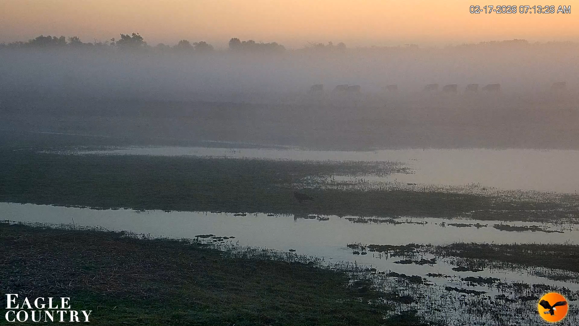 Snapshot of Southwest Florida River Wildlife Live Cams taken Feb 17, 2026, 7:14am EST