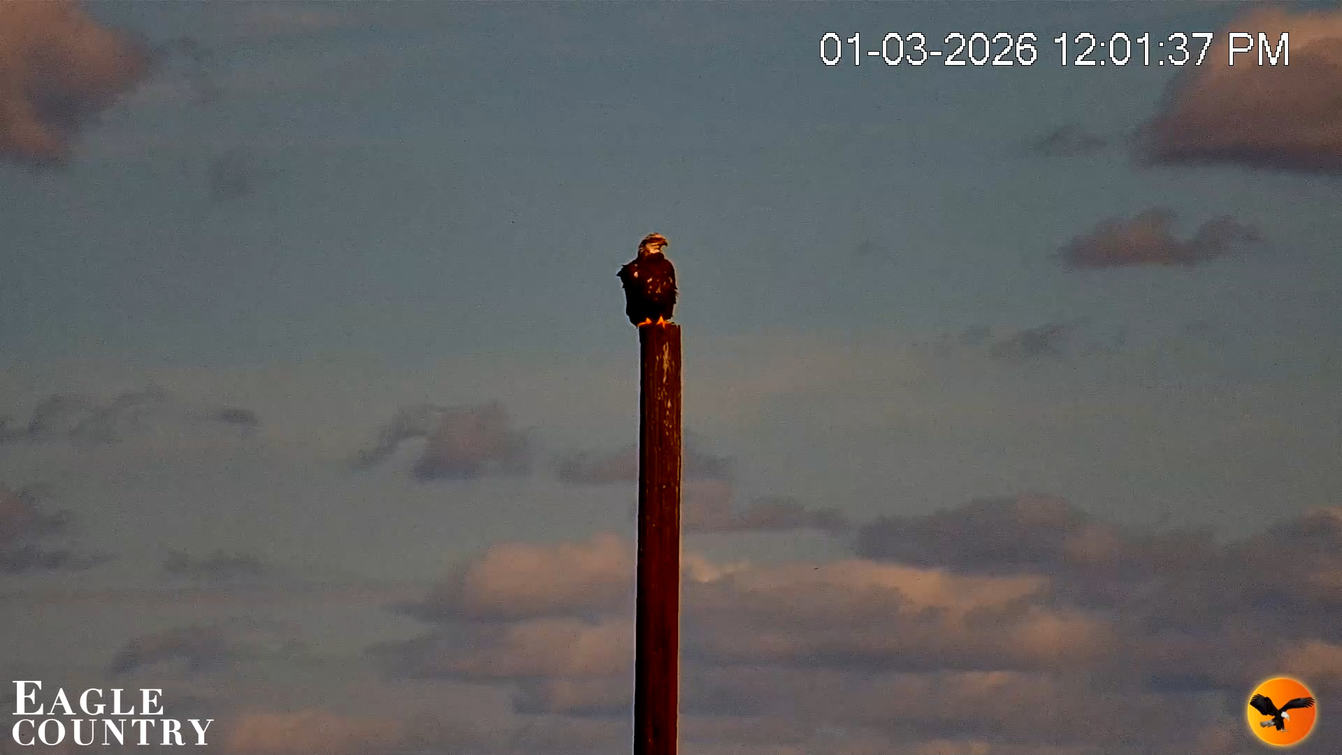 Snapshot of Southwest Florida River Wildlife Live Cams taken Jan 3, 2026, 12:02pm EST