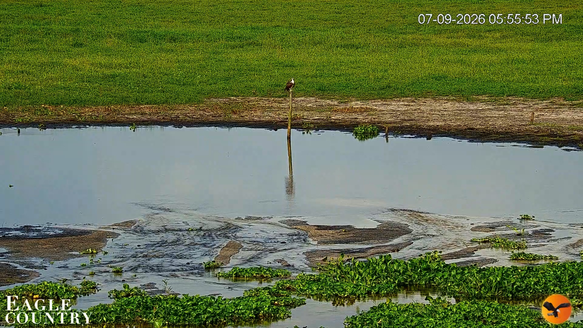 Snapshot of Southwest Florida River Wildlife Live Cams taken Jul 9, 2026, 7:31pm EDT