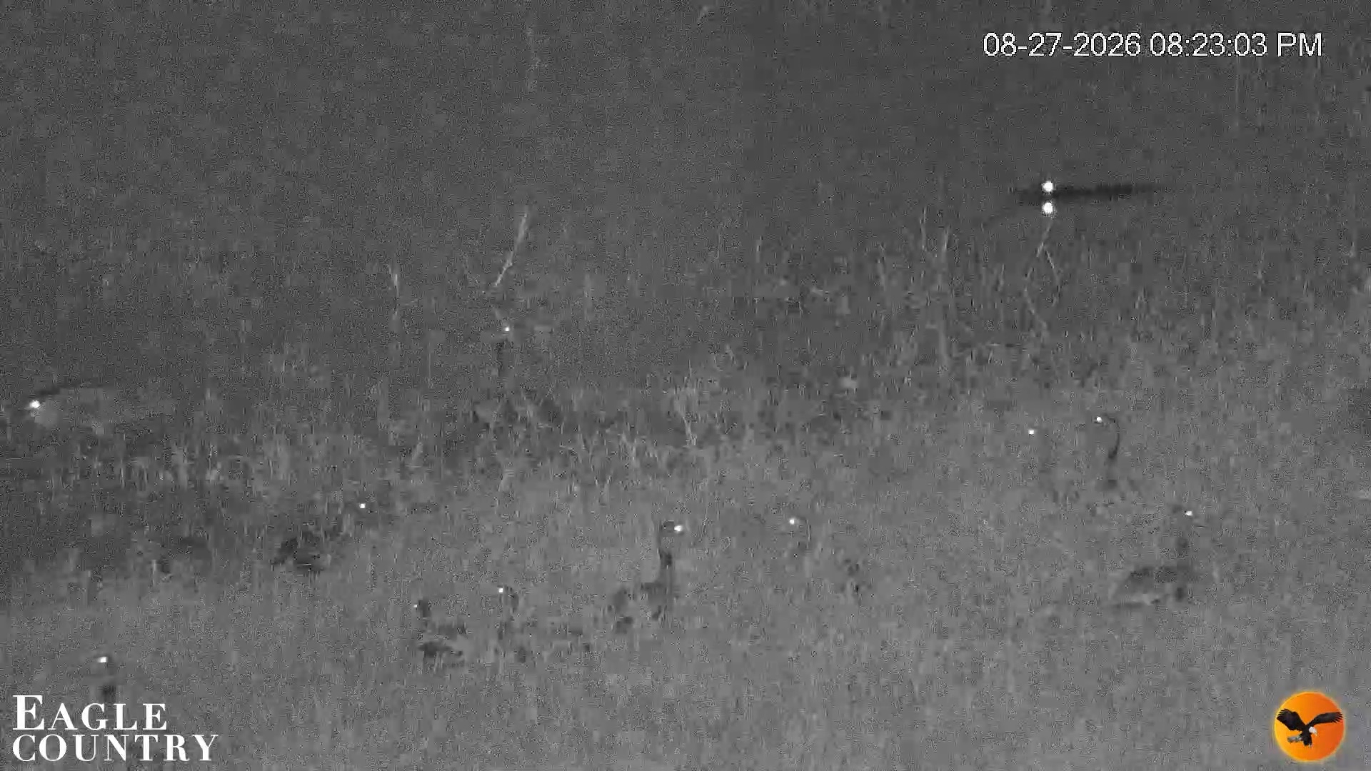Snapshot of Southwest Florida River Wildlife Live Cams taken Aug 27, 2026, 8:23pm EDT