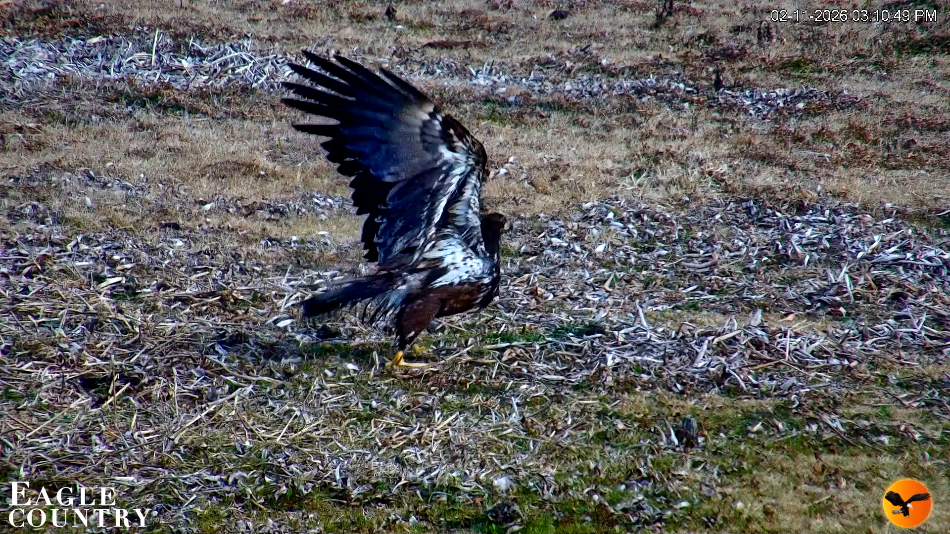Snapshot of Southwest Florida River Wildlife Live Cams taken Feb 11, 2026, 3:31pm EST