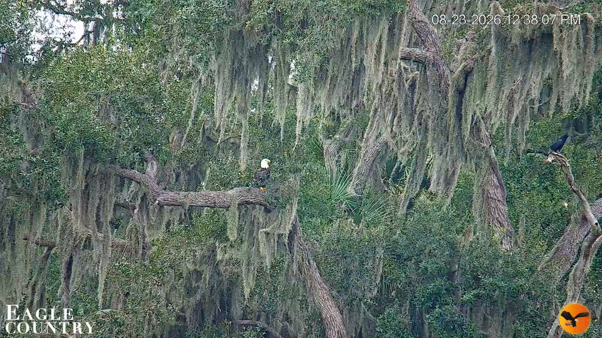 Snapshot of Southwest Florida River Wildlife Live Cams taken Aug 23, 2026, 12:38pm EDT
