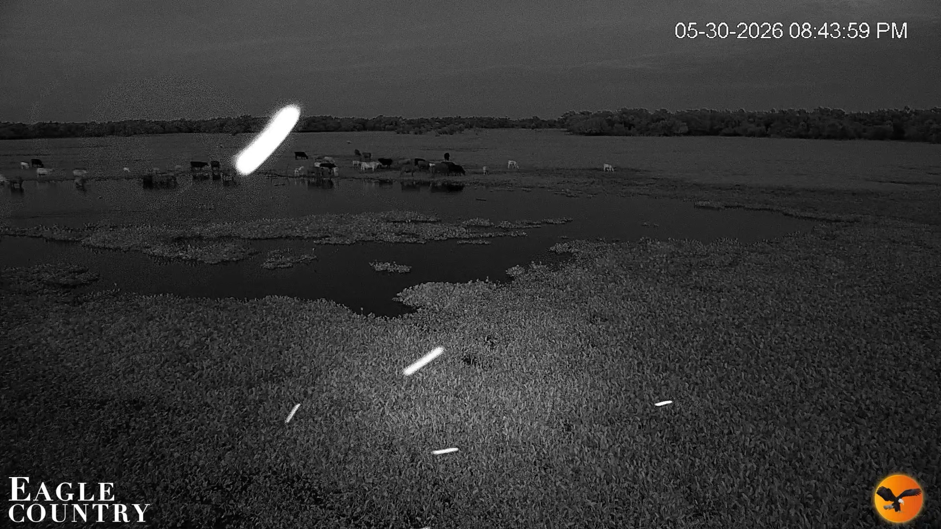 Snapshot of Southwest Florida River Wildlife Live Cams taken May 30, 2026, 8:46pm EDT