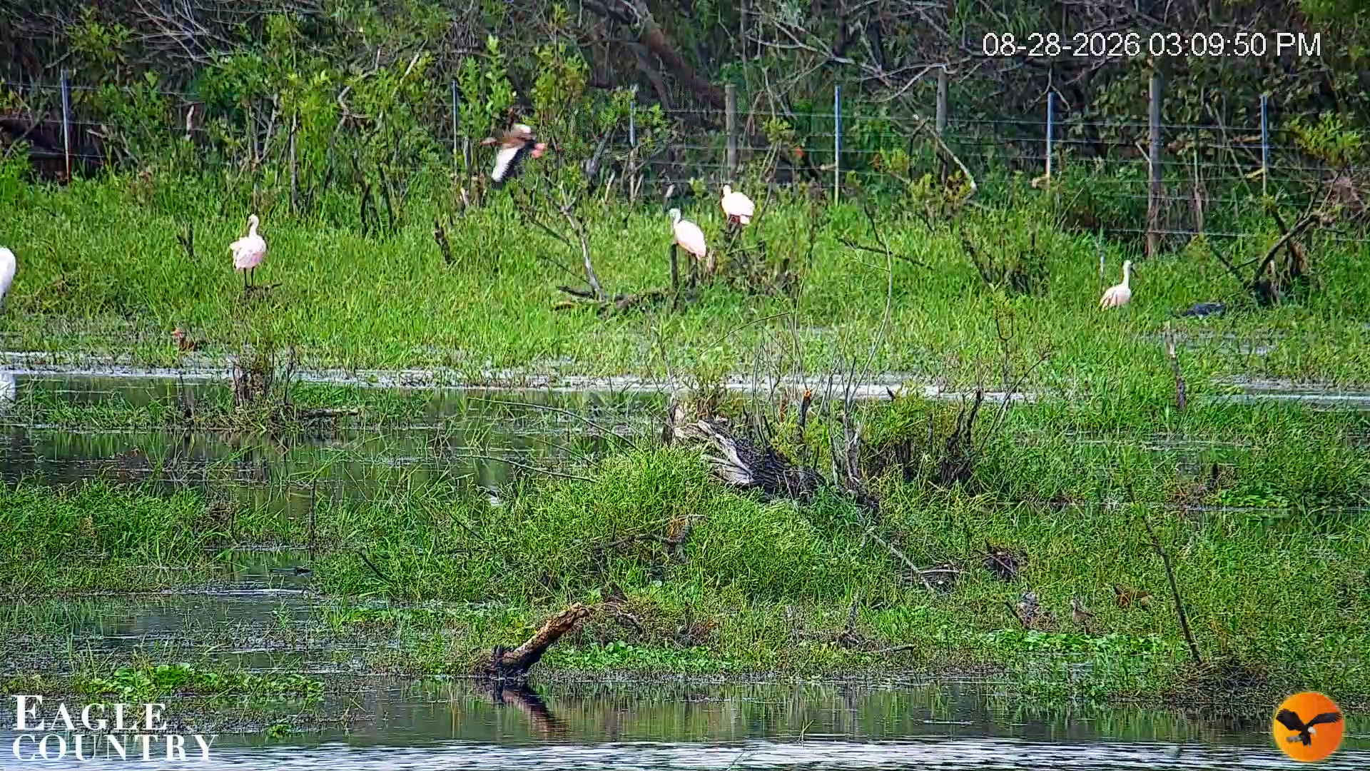 Snapshot of Southwest Florida River Wildlife Live Cams taken Aug 28, 2026, 3:11pm EDT