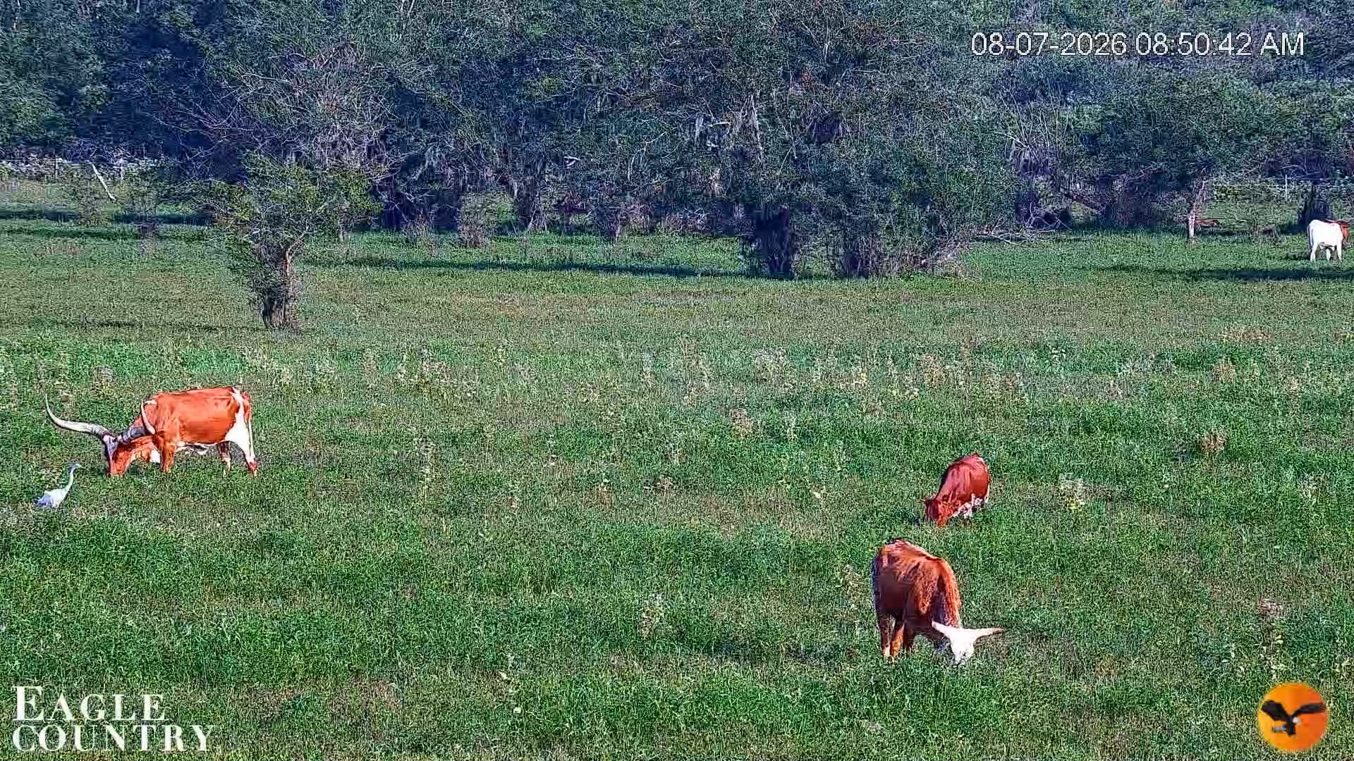 Snapshot of Southwest Florida River Wildlife Live Cams taken Aug 7, 2026, 8:51am EDT