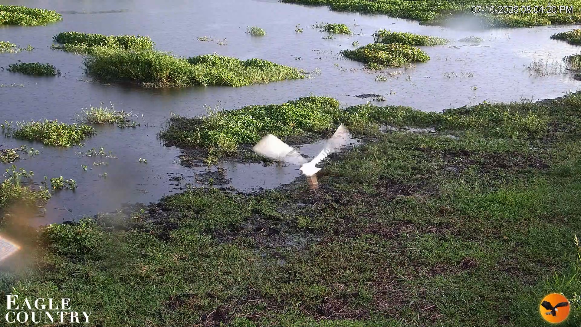 Snapshot of Southwest Florida River Wildlife Live Cams taken Jul 10, 2026, 8:04pm EDT