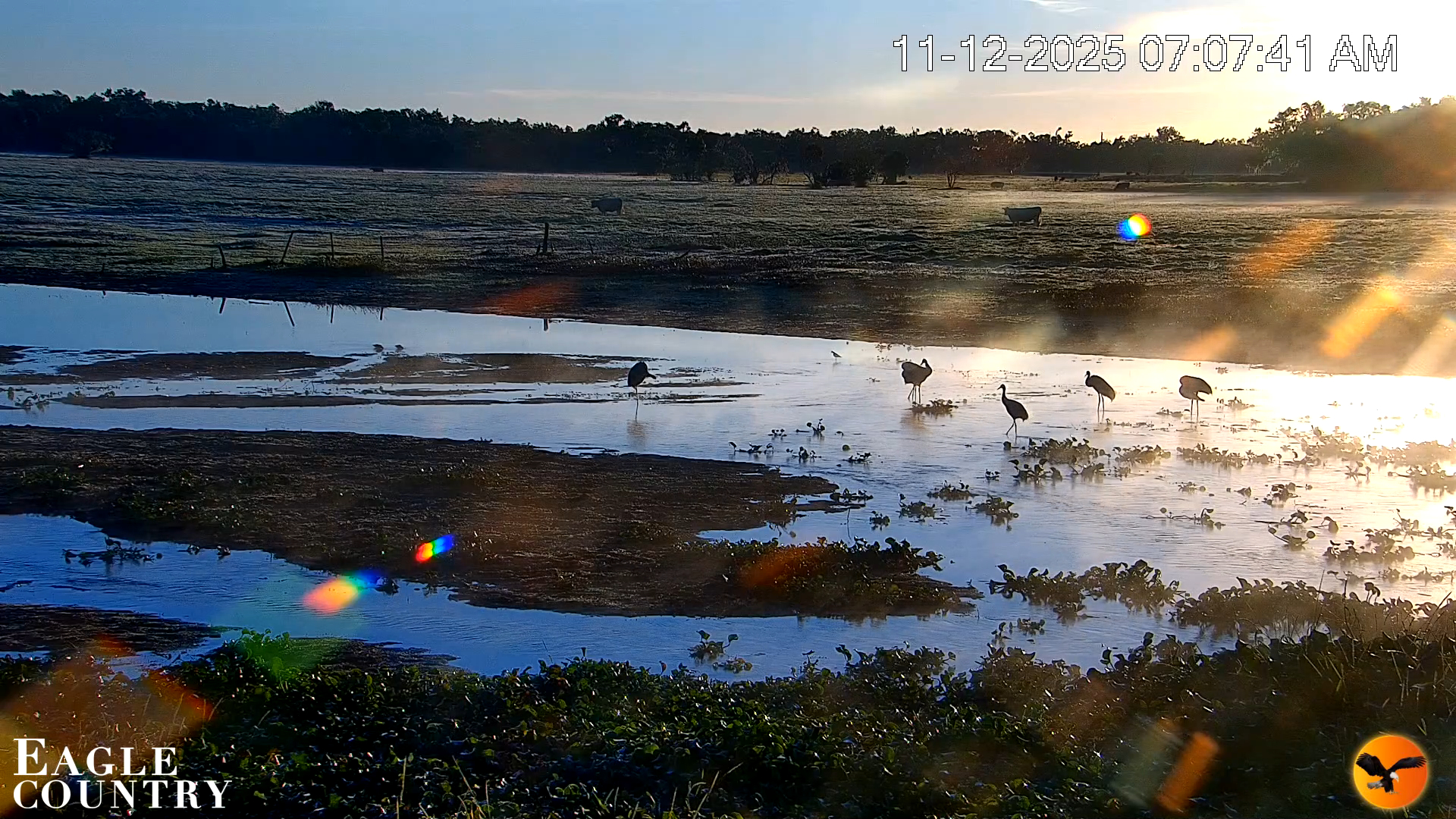 Snapshot of Southwest Florida River Wildlife Live Cams taken Nov 12, 2025, 7:08am EST