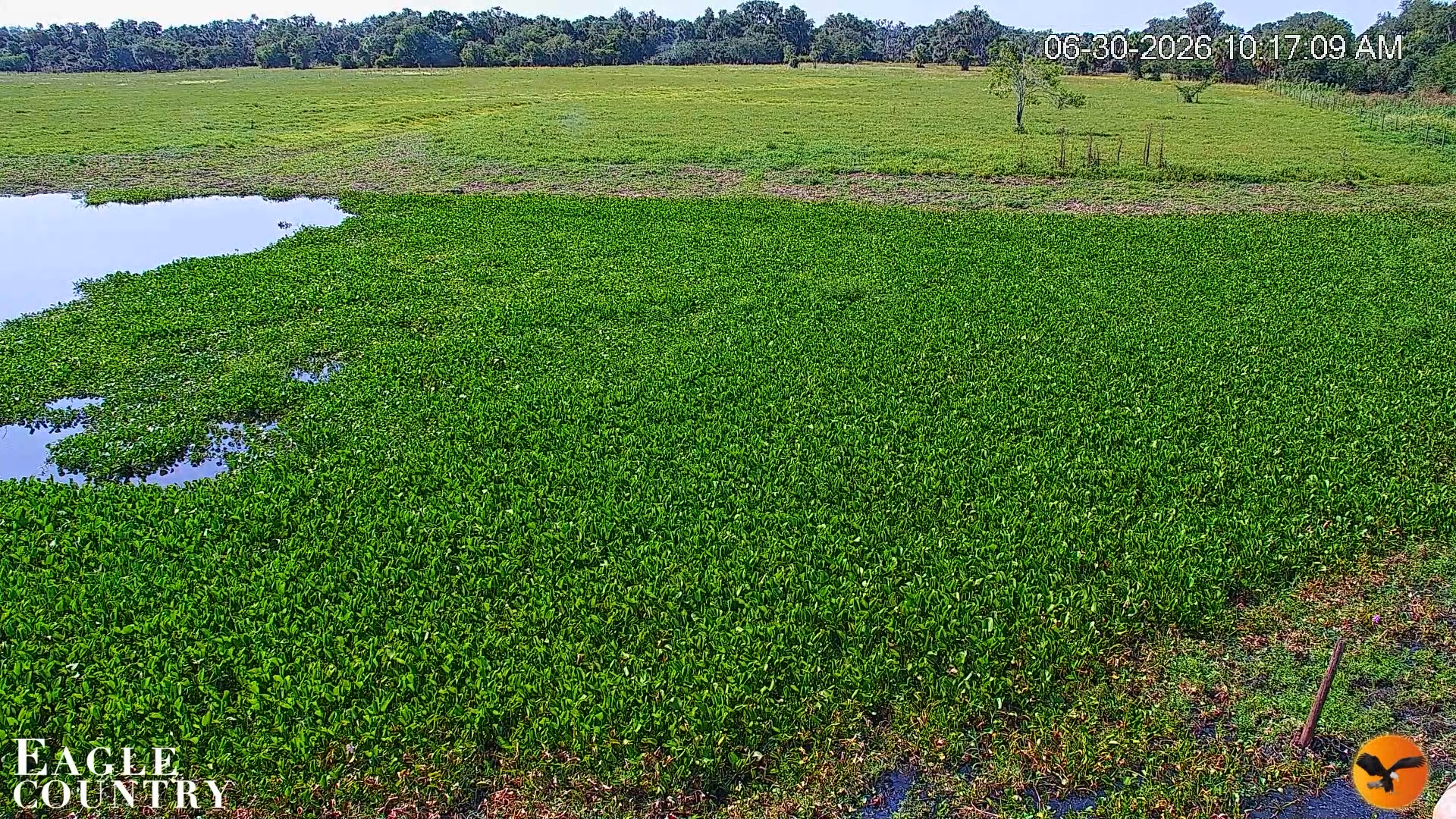 Snapshot of Southwest Florida River Wildlife Live Cams taken Jun 30, 2026, 10:17am EDT