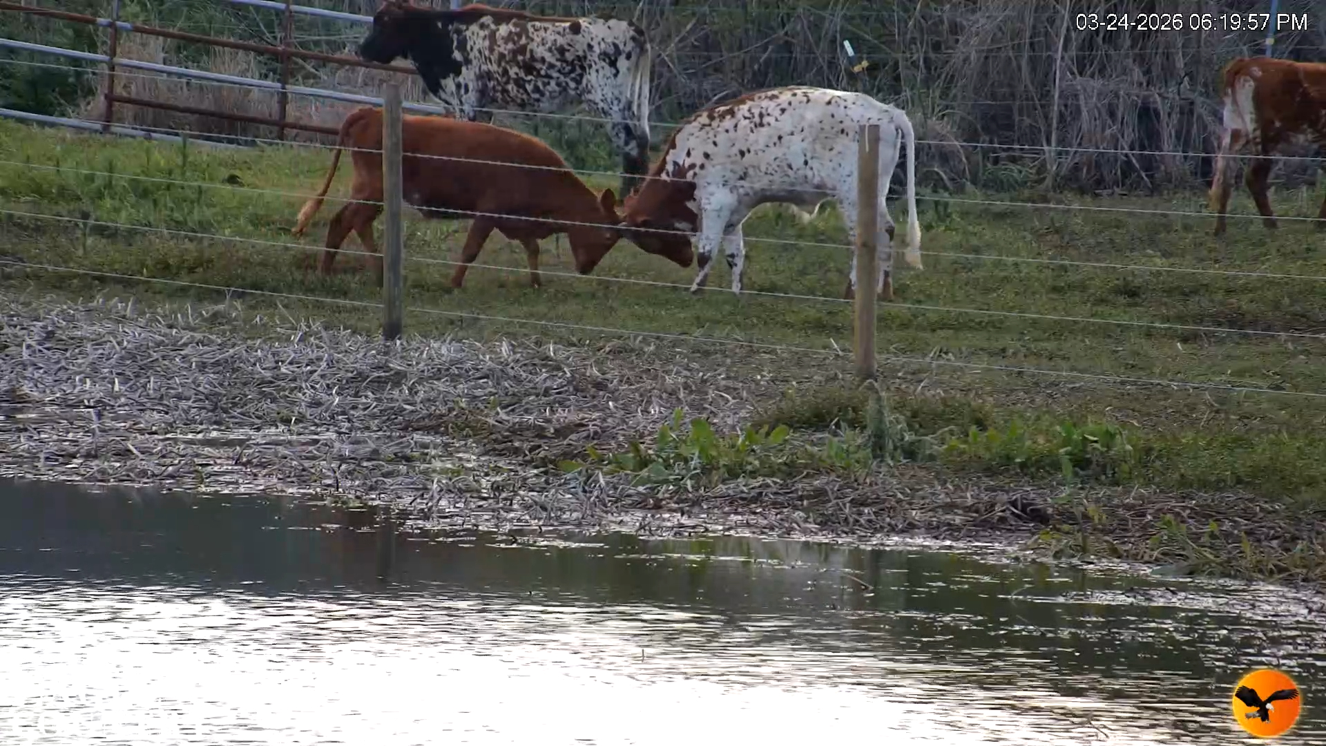 Snapshot of Southwest Florida River Wildlife Live Cams taken Mar 24, 2026, 7:06pm EDT