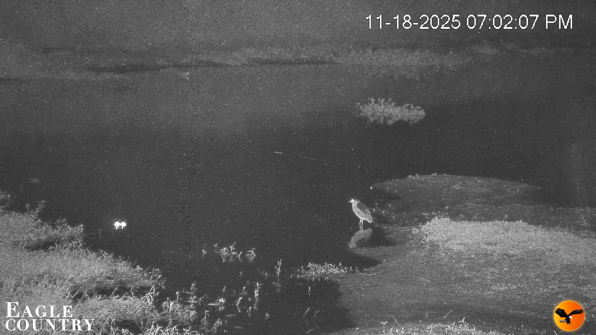 Snapshot of Southwest Florida River Wildlife Live Cams taken Nov 18, 2025, 7:05pm EST