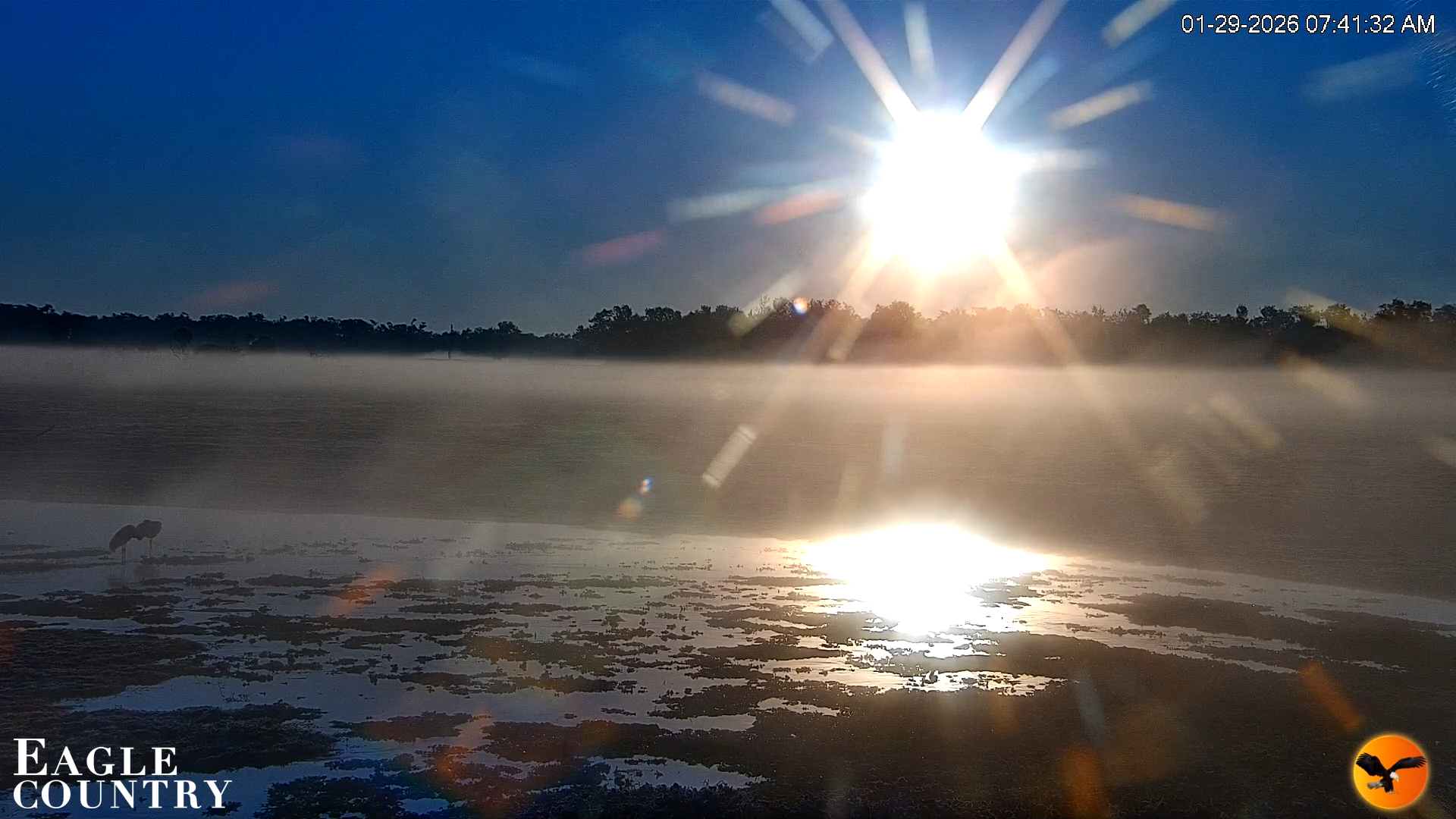 Snapshot of Southwest Florida River Wildlife Live Cams taken Jan 29, 2026, 7:42am EST