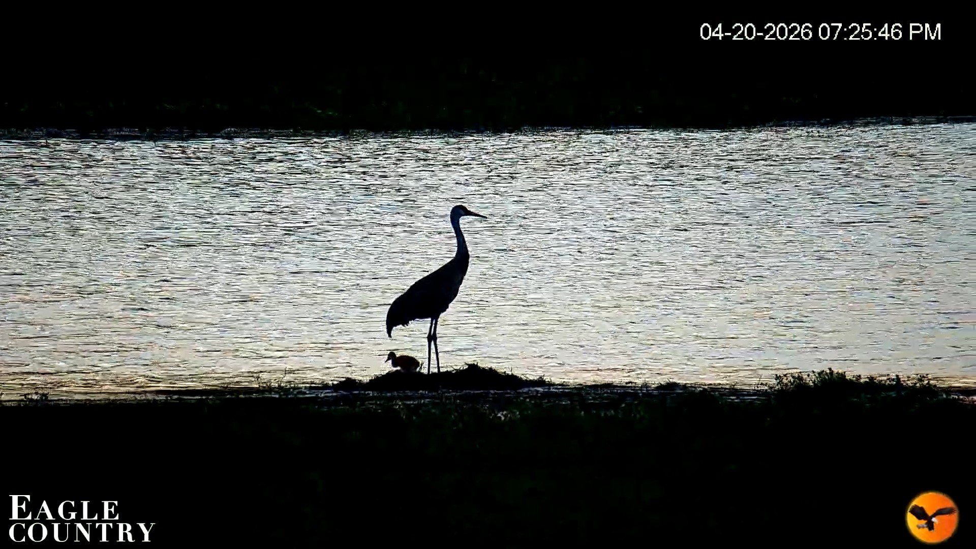 Snapshot of Southwest Florida River Wildlife Live Cams taken Apr 20, 2026, 7:26pm EDT