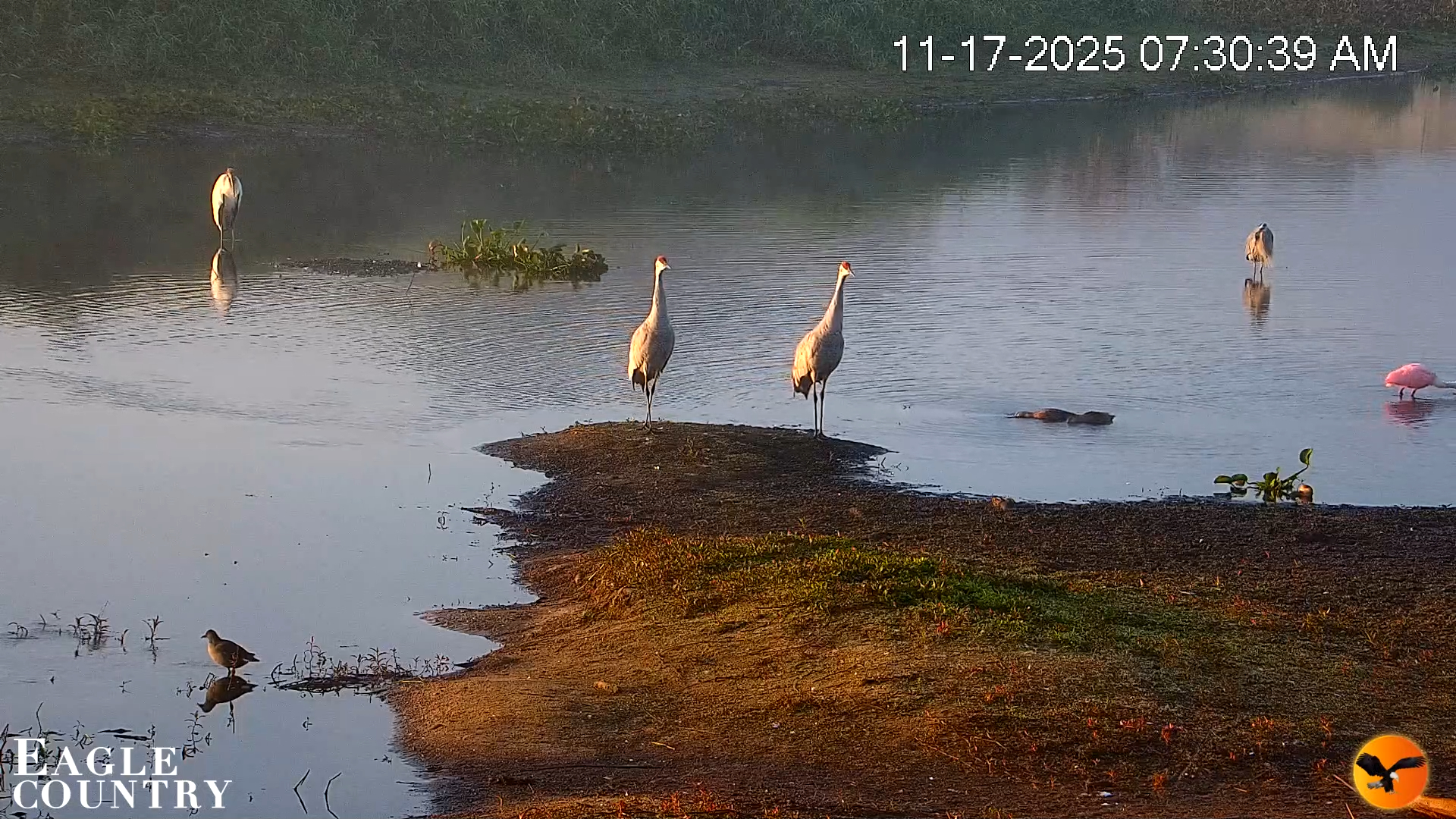 Snapshot of Southwest Florida River Wildlife Live Cams taken Nov 17, 2025, 7:31am EST