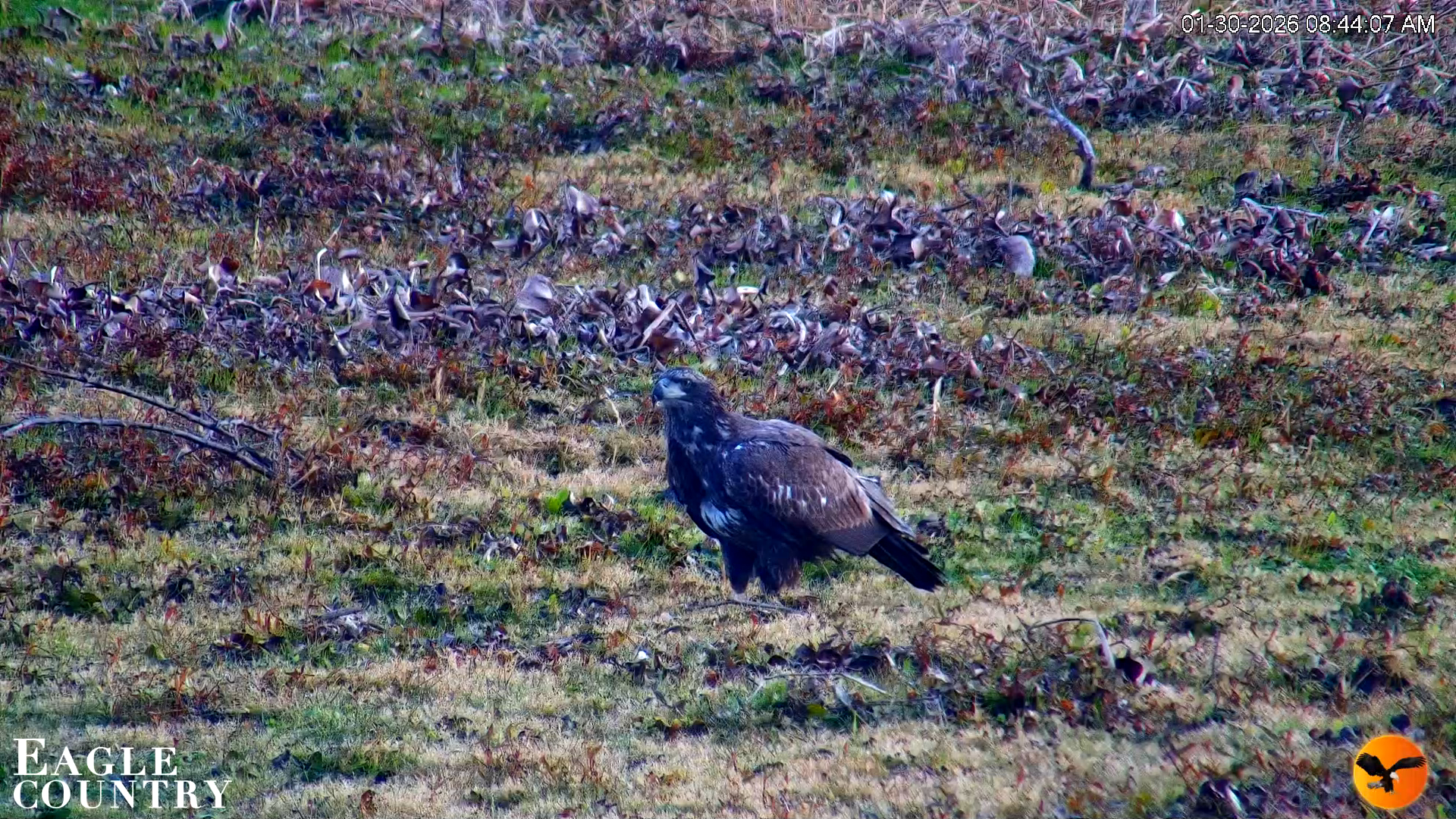 Snapshot of Southwest Florida River Wildlife Live Cams taken Jan 30, 2026, 8:45am EST