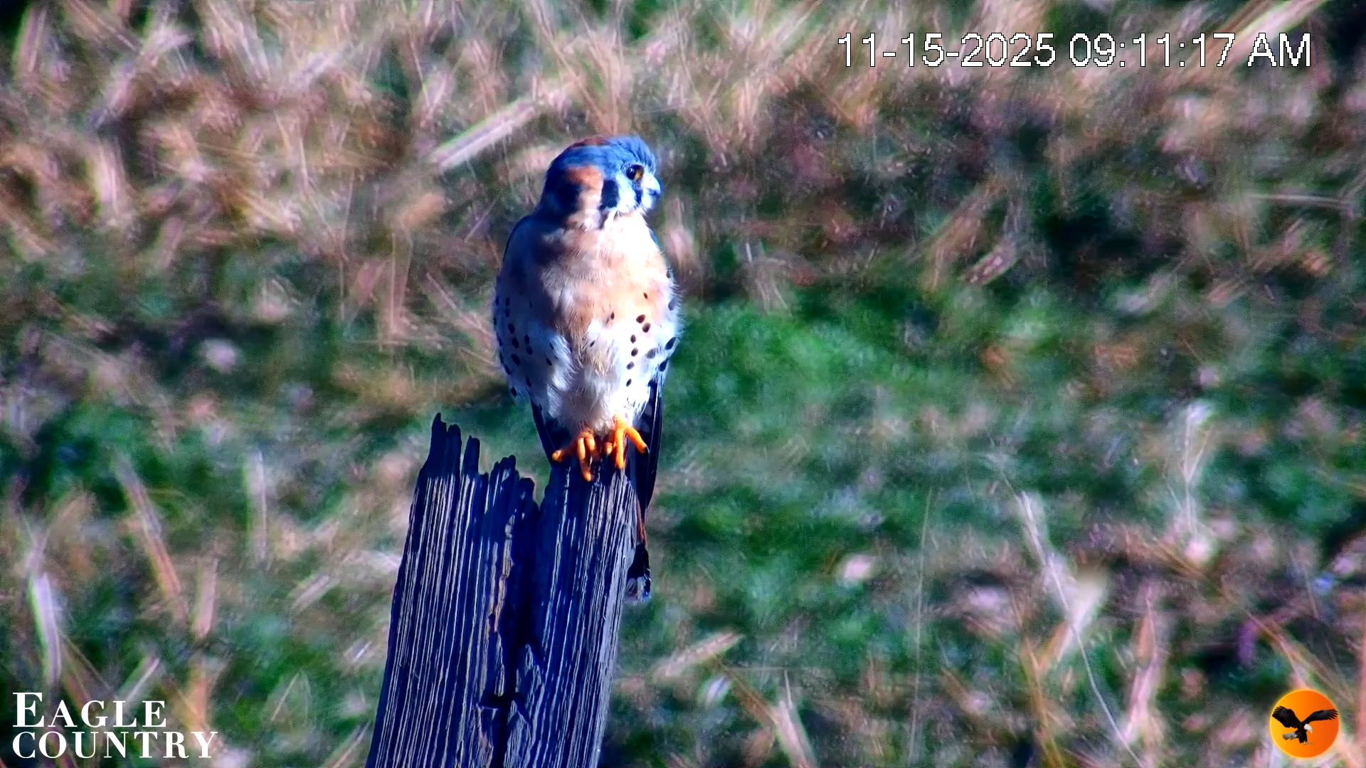 Snapshot of Southwest Florida River Wildlife Live Cams taken Nov 15, 2025, 9:12am EST
