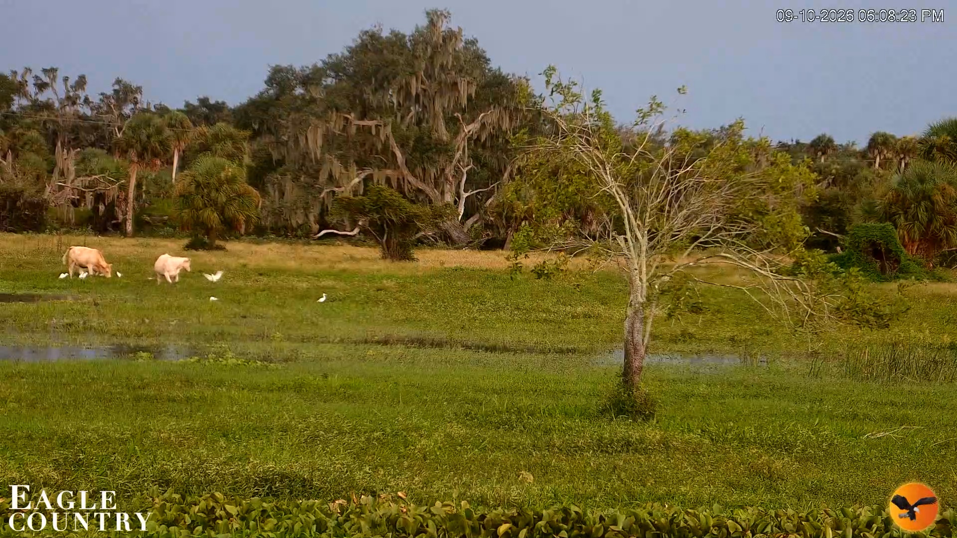 Snapshot of Southwest Florida River Wildlife Live Cams taken Sep 10, 2026, 6:08pm EDT