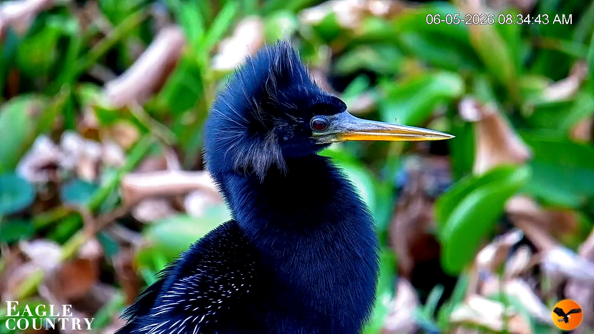 Snapshot of Southwest Florida River Wildlife Live Cams taken Jun 5, 2026, 8:35am EDT