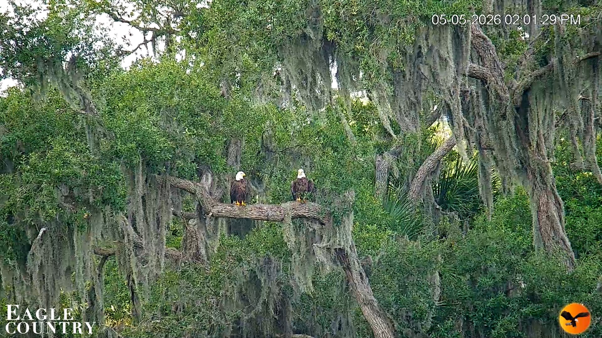 Snapshot of Southwest Florida River Wildlife Live Cams taken May 5, 2026, 2:02pm EDT
