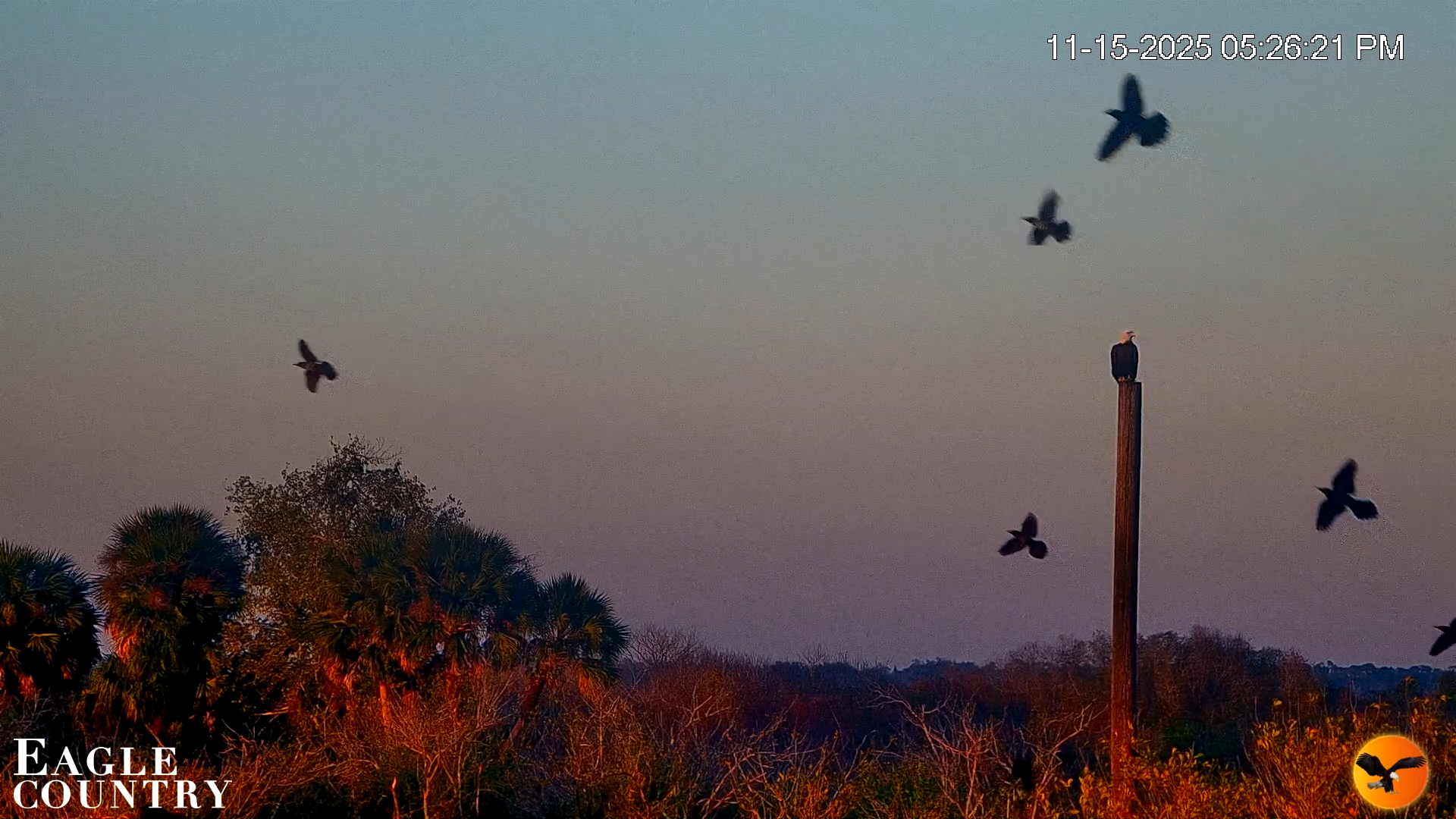 Snapshot of Southwest Florida River Wildlife Live Cams taken Nov 15, 2025, 5:32pm EST