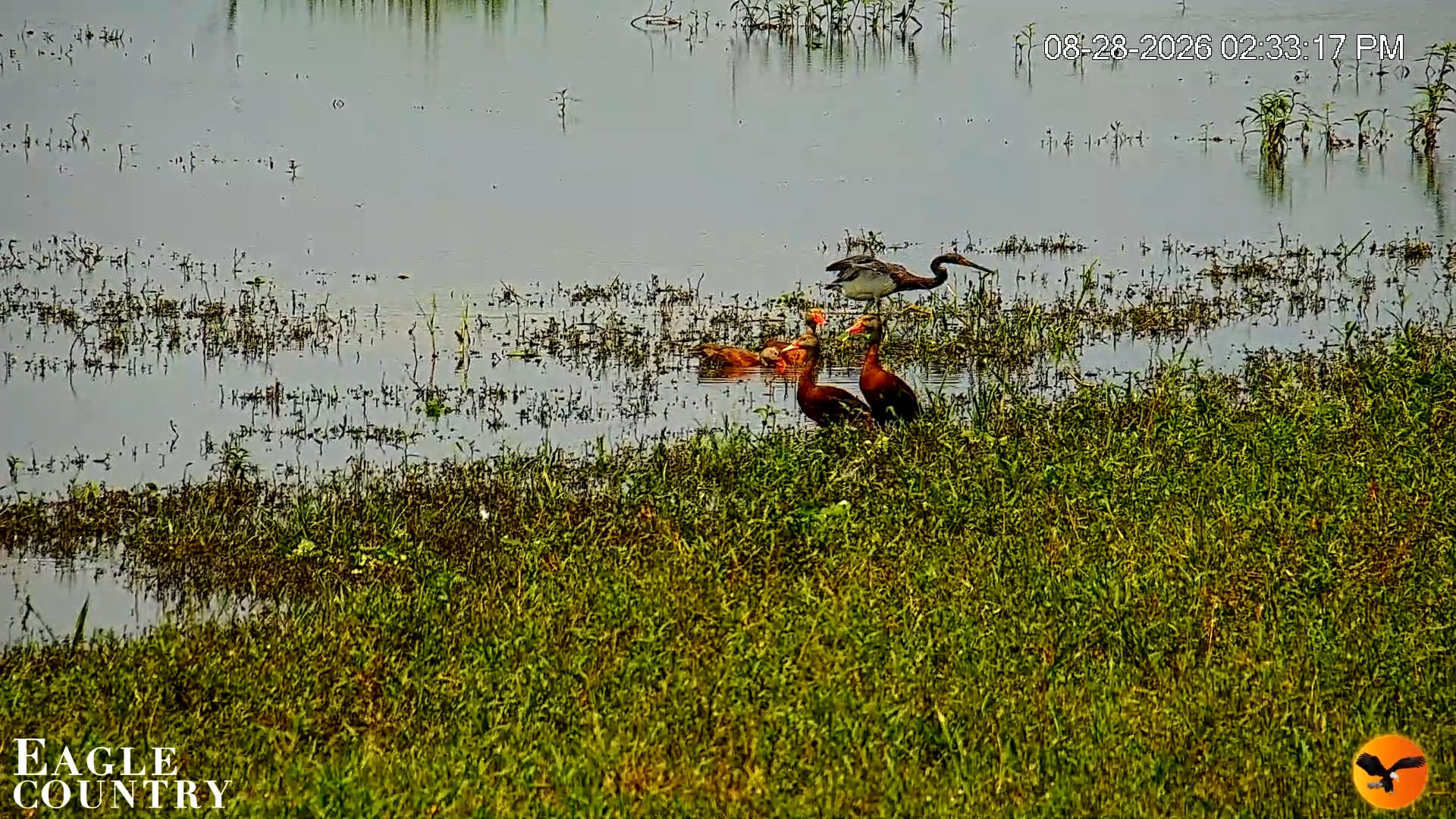 Snapshot of Southwest Florida River Wildlife Live Cams taken Aug 28, 2026, 2:34pm EDT