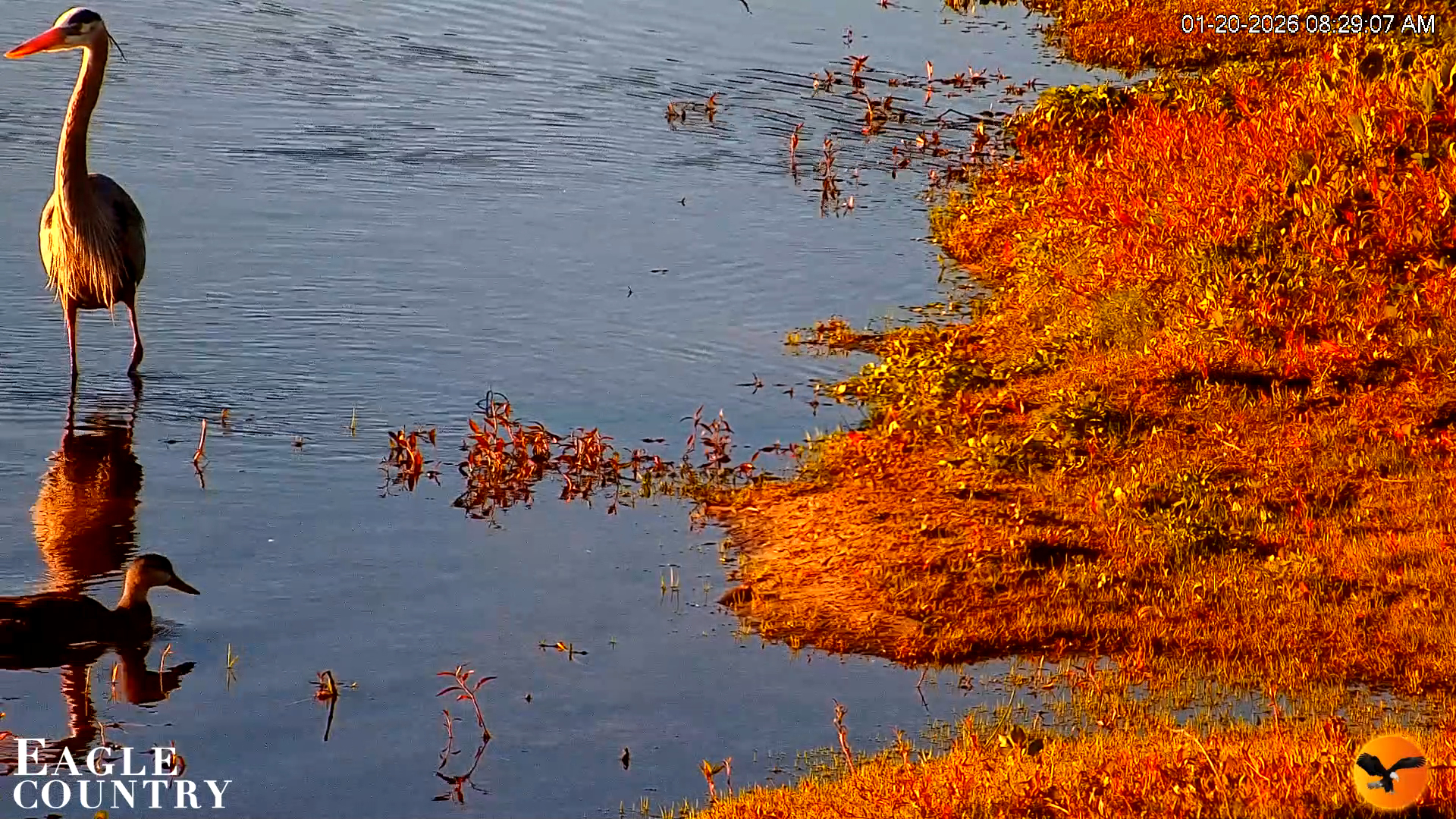 Snapshot of Southwest Florida River Wildlife Live Cams taken Jan 20, 2026, 8:30am EST