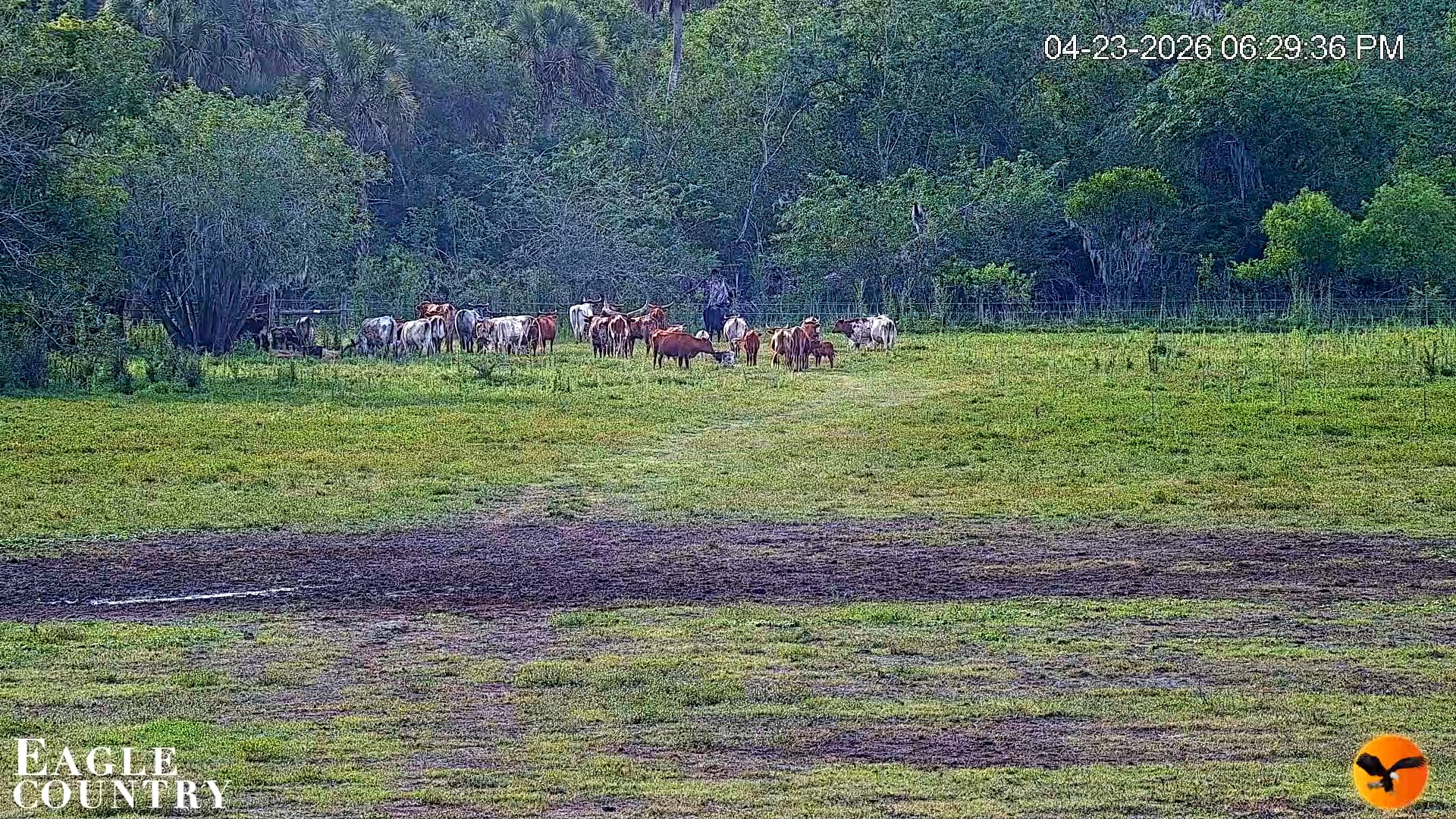 Snapshot of Southwest Florida River Wildlife Live Cams taken Apr 23, 2026, 6:35pm EDT