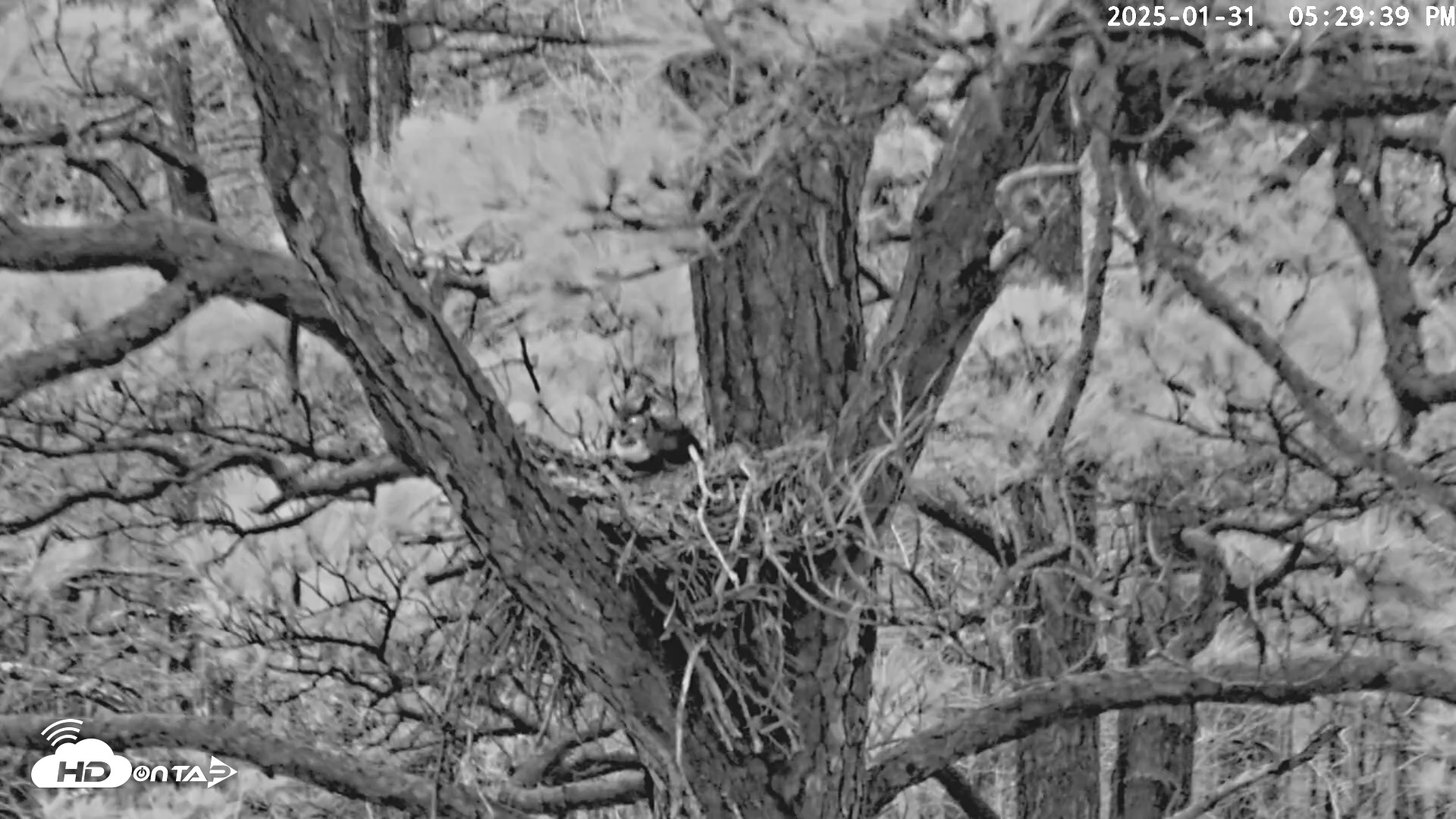 Snapshot of Blackwater Wildlife Refuge Raptor Nest Live Cam taken Jan 31, 2025, 5:30pm EST