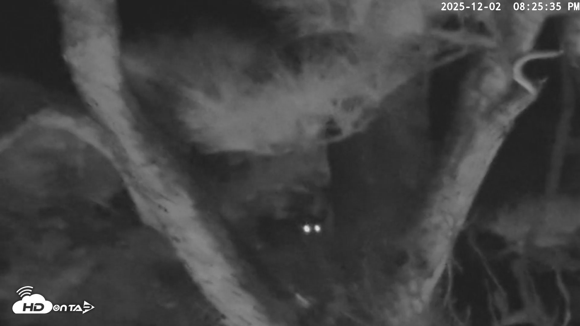 Snapshot of Blackwater Wildlife Refuge Raptor Nest Live Cam taken Dec 2, 2025, 8:26pm EST