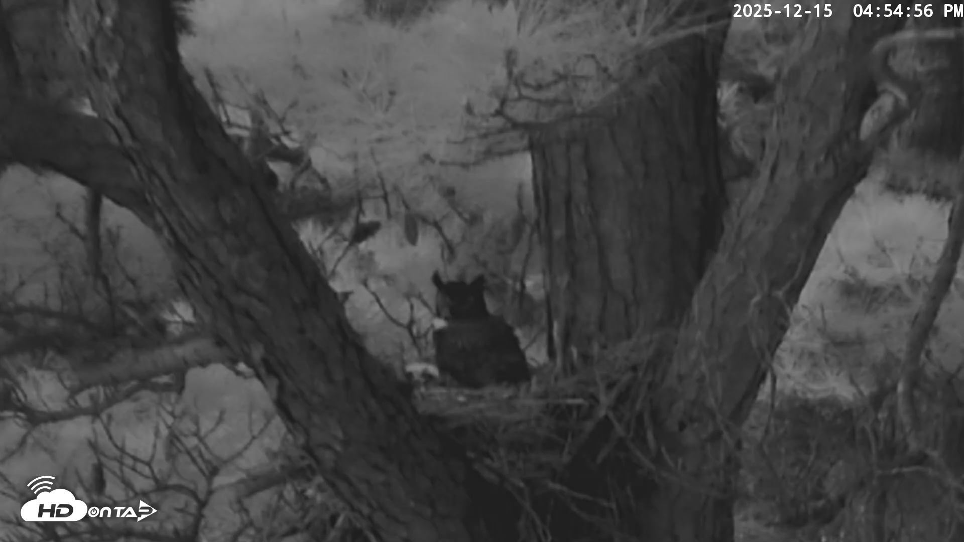 Snapshot of Blackwater Wildlife Refuge Raptor Nest Live Cam taken Dec 15, 2025, 4:55pm EST