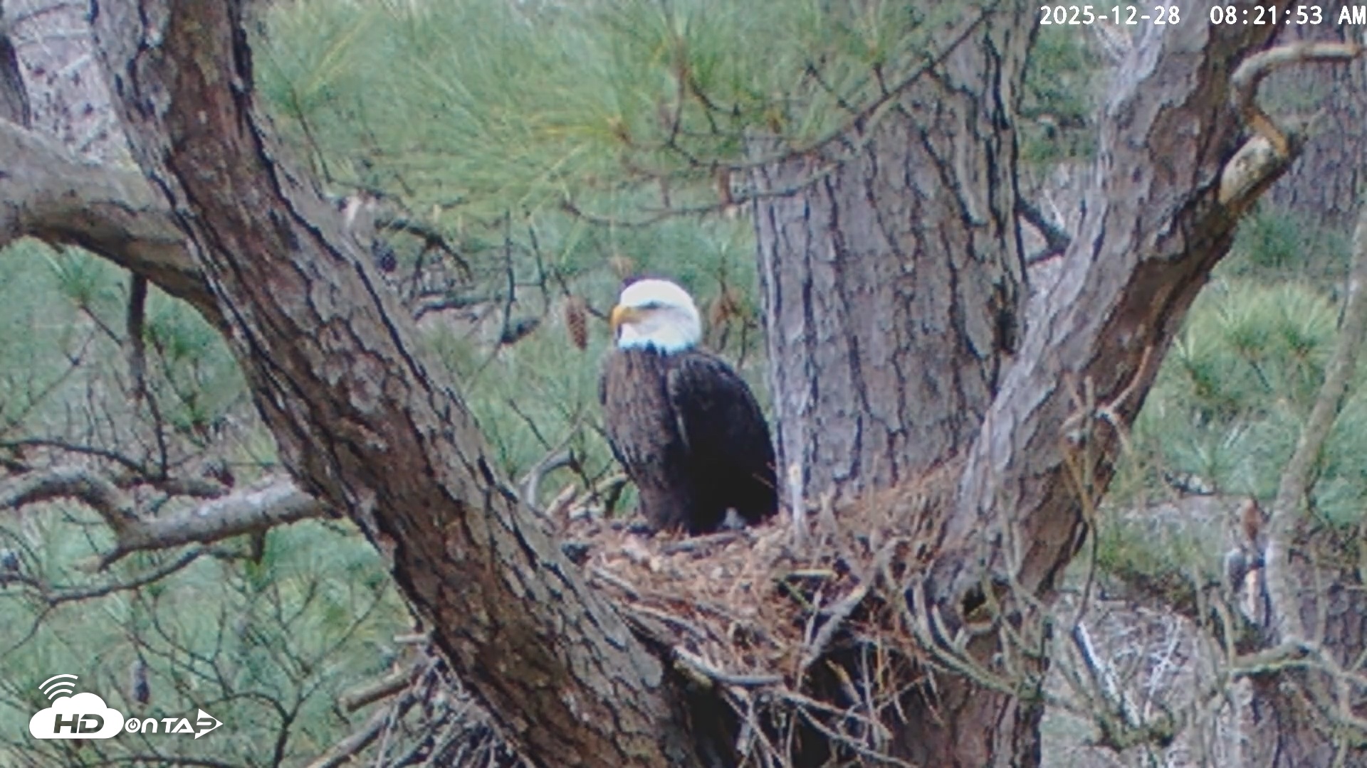 Snapshot of Blackwater Wildlife Refuge Raptor Nest Live Cam taken Dec 28, 2025, 8:22am EST