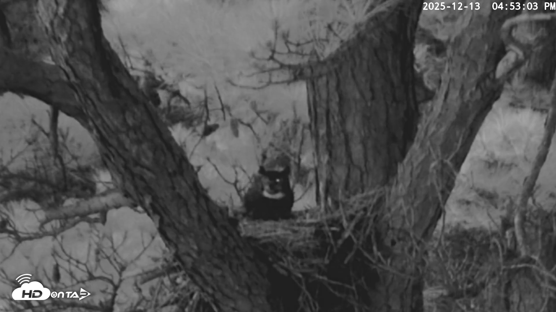 Snapshot of Blackwater Wildlife Refuge Raptor Nest Live Cam taken Dec 13, 2025, 4:53pm EST