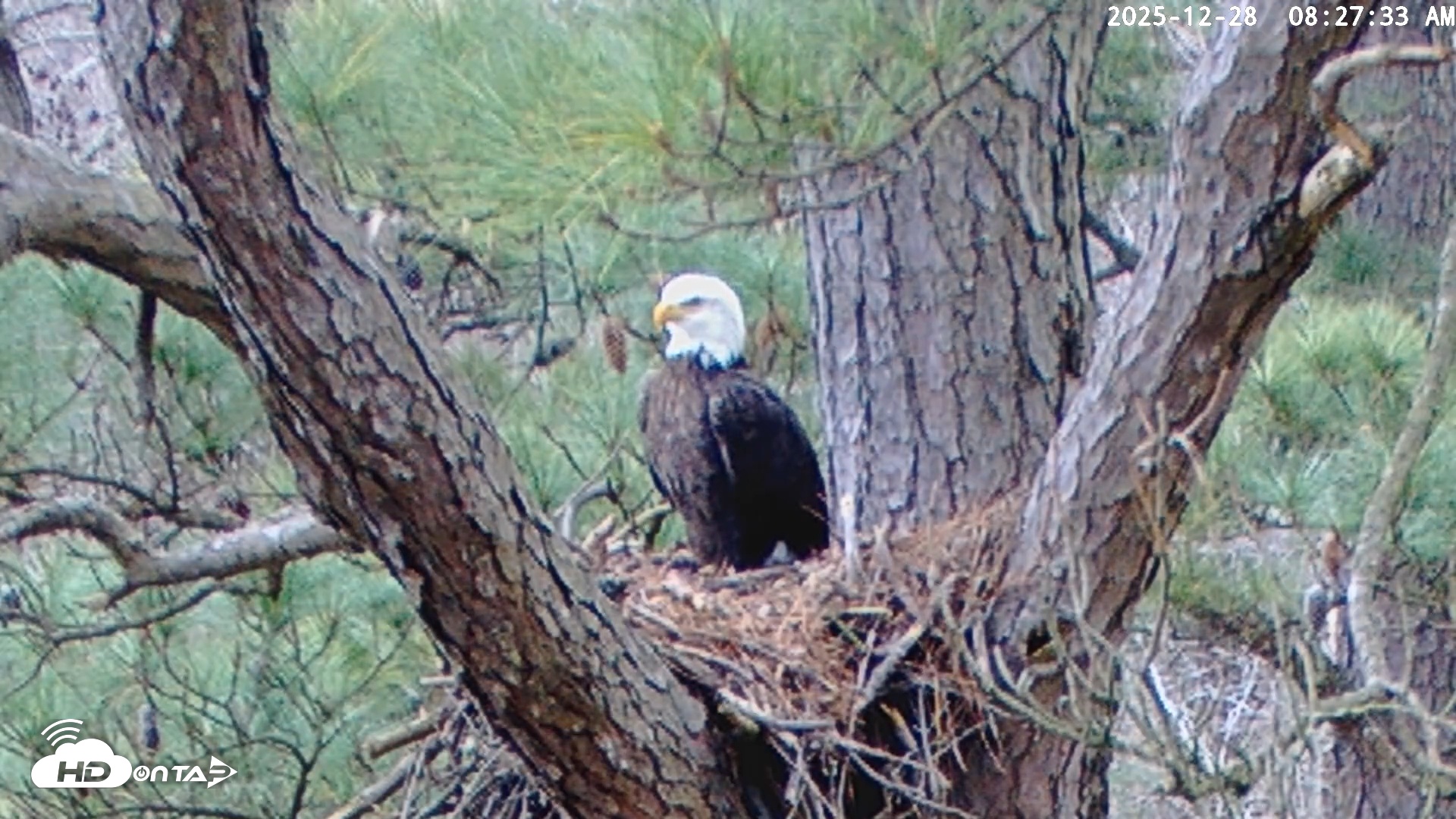 Snapshot of Blackwater Wildlife Refuge Raptor Nest Live Cam taken Dec 28, 2025, 8:28am EST