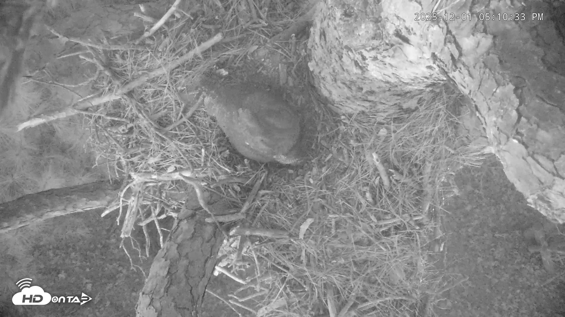 Snapshot of Blackwater Wildlife Refuge Raptor Nest Live Cam taken Dec 1, 2025, 5:11pm EST