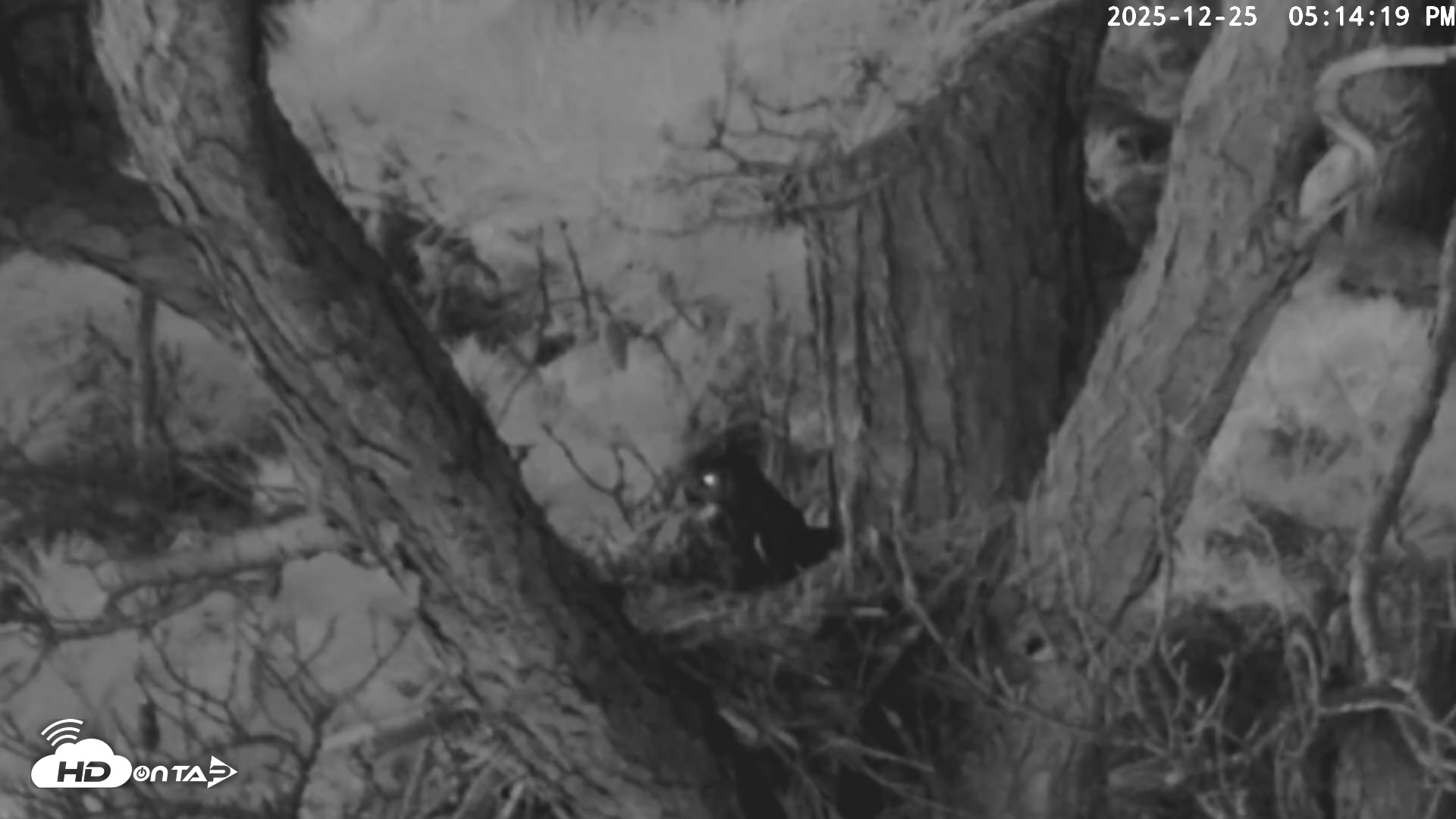 Snapshot of Blackwater Wildlife Refuge Raptor Nest Live Cam taken Dec 25, 2025, 5:14pm EST