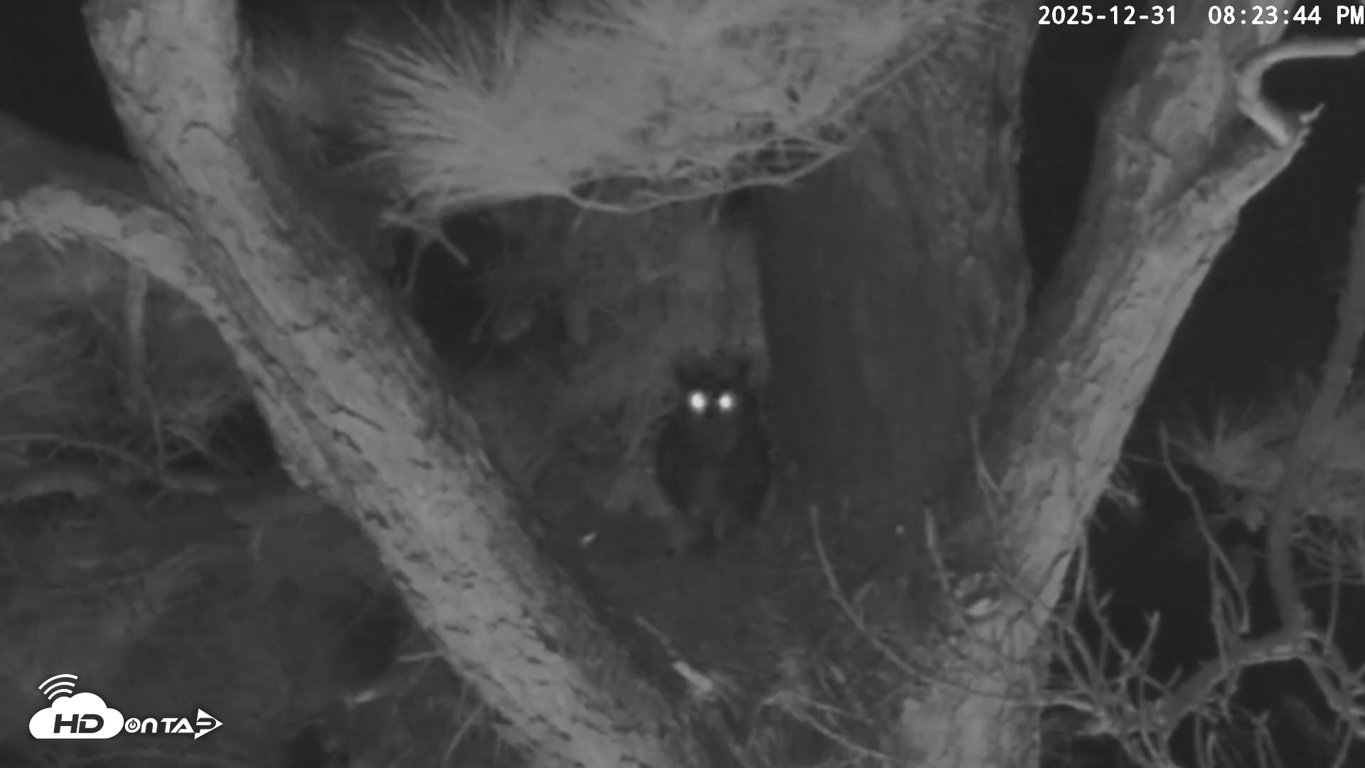 Snapshot of Blackwater Wildlife Refuge Raptor Nest Live Cam taken Dec 31, 2025, 8:24pm EST