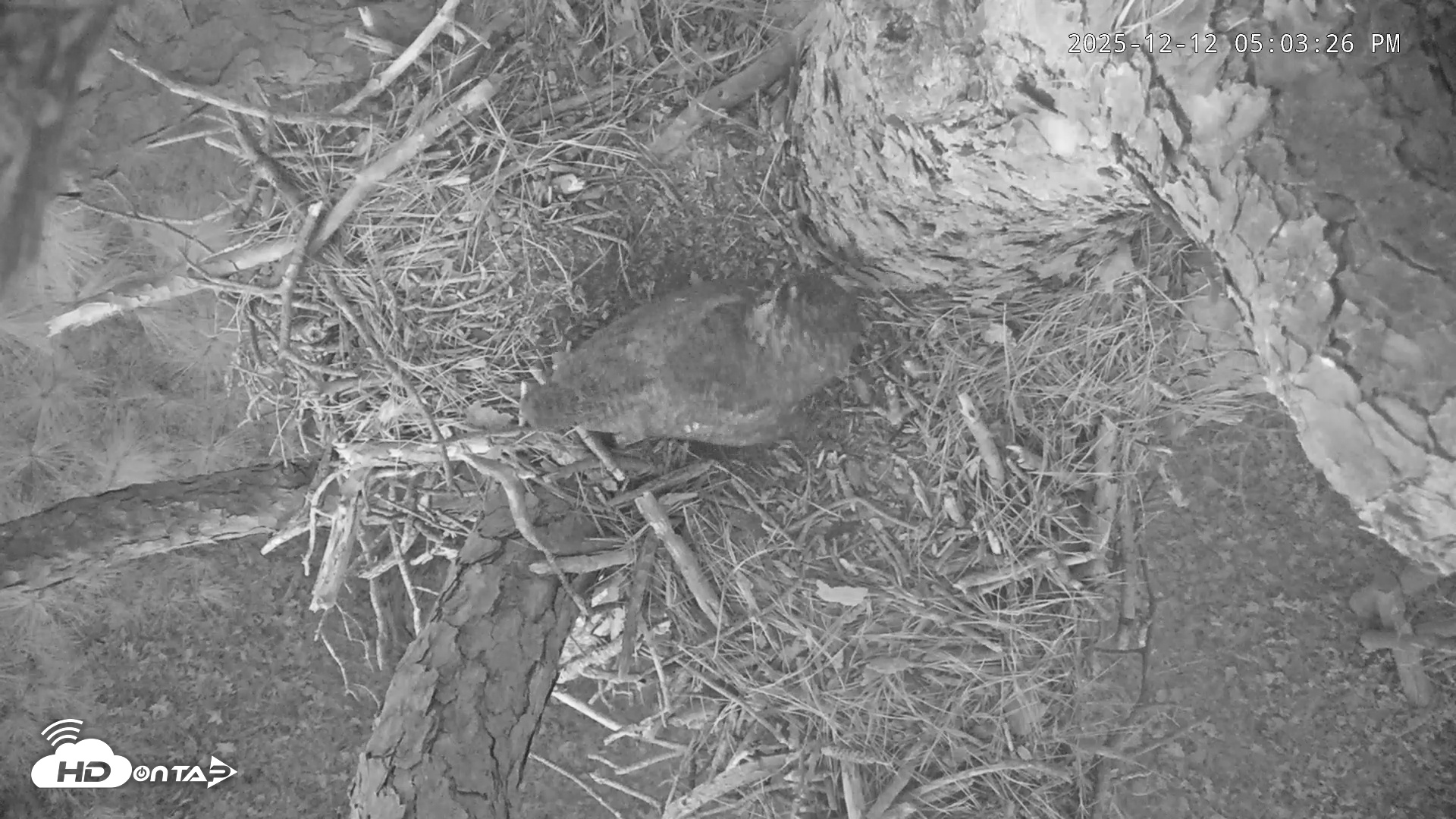 Snapshot of Blackwater Wildlife Refuge Raptor Nest Live Cam taken Dec 12, 2025, 5:04pm EST